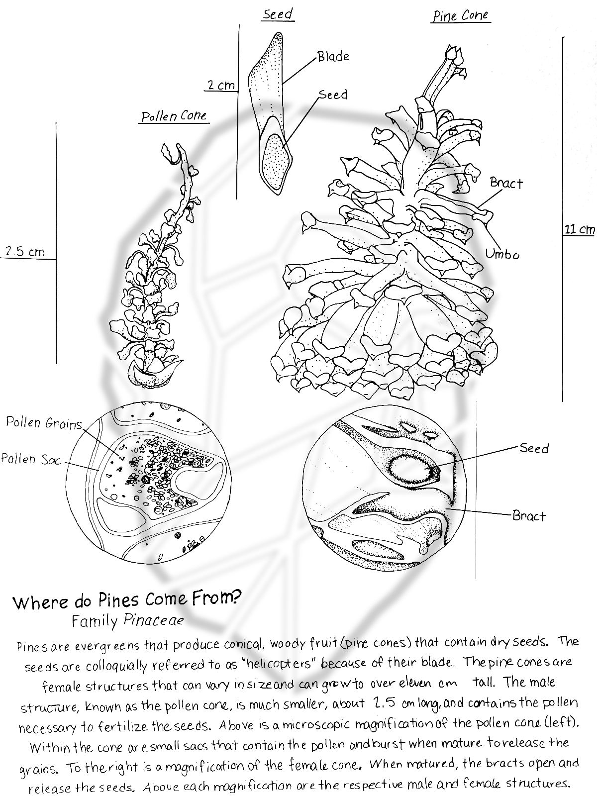 A scanned illustration of pinecones.