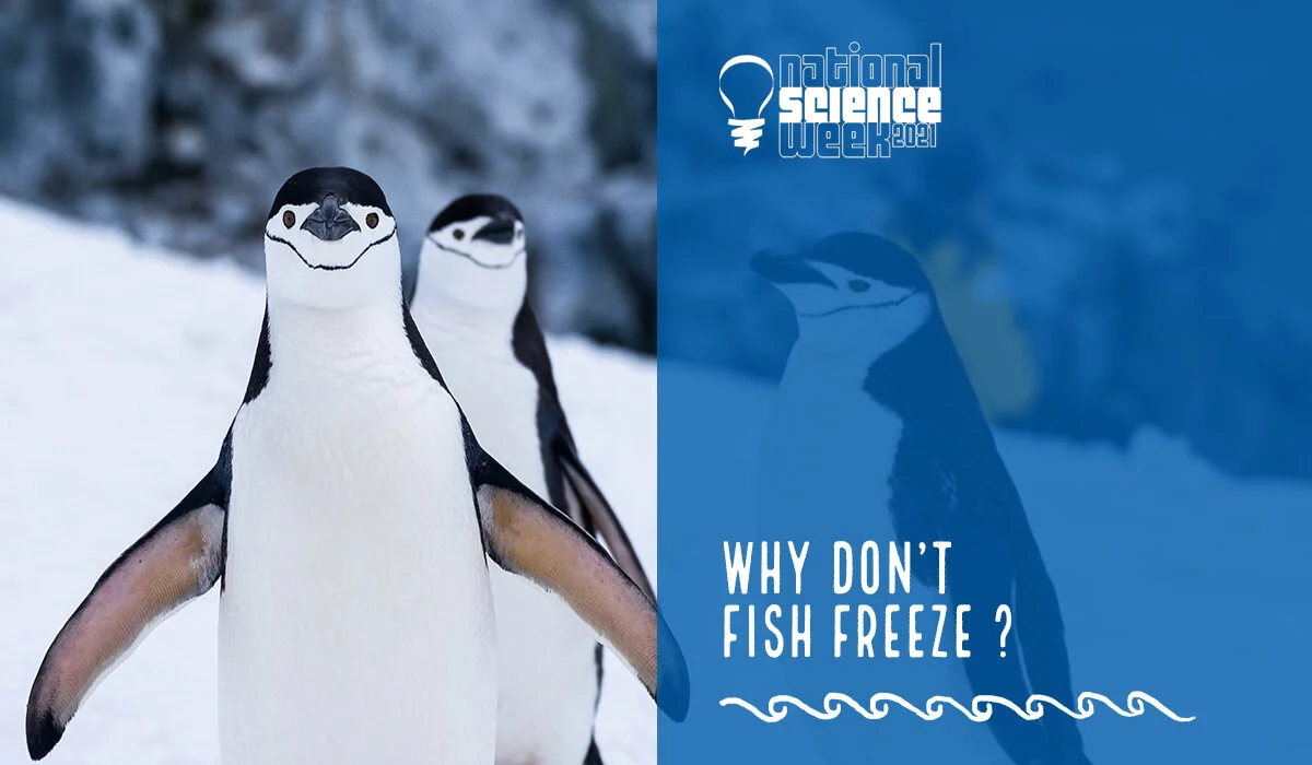 Fishing in Antarctica - Promotional Graphic.jpg