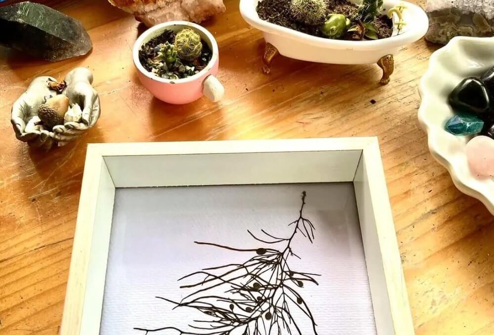 South Coast Seaweed artwork