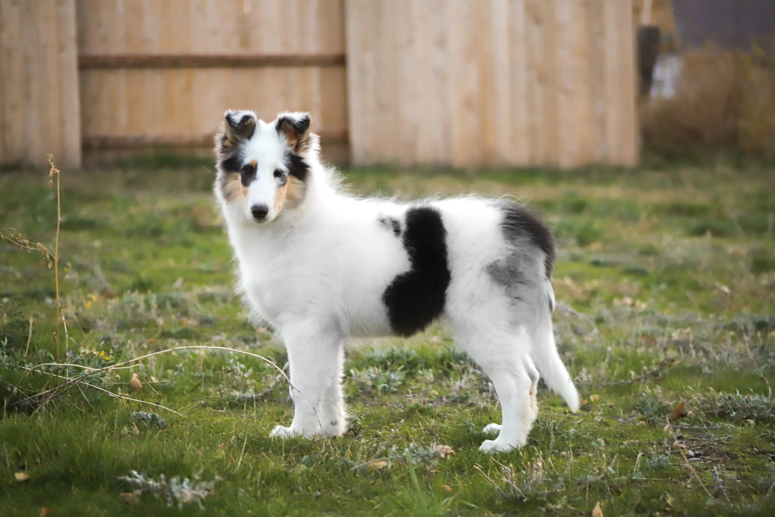 border collie harlequin