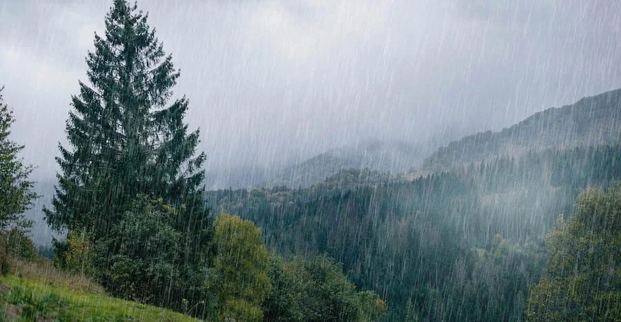 Rain coming down in a forest with a closeup of a lone tree
