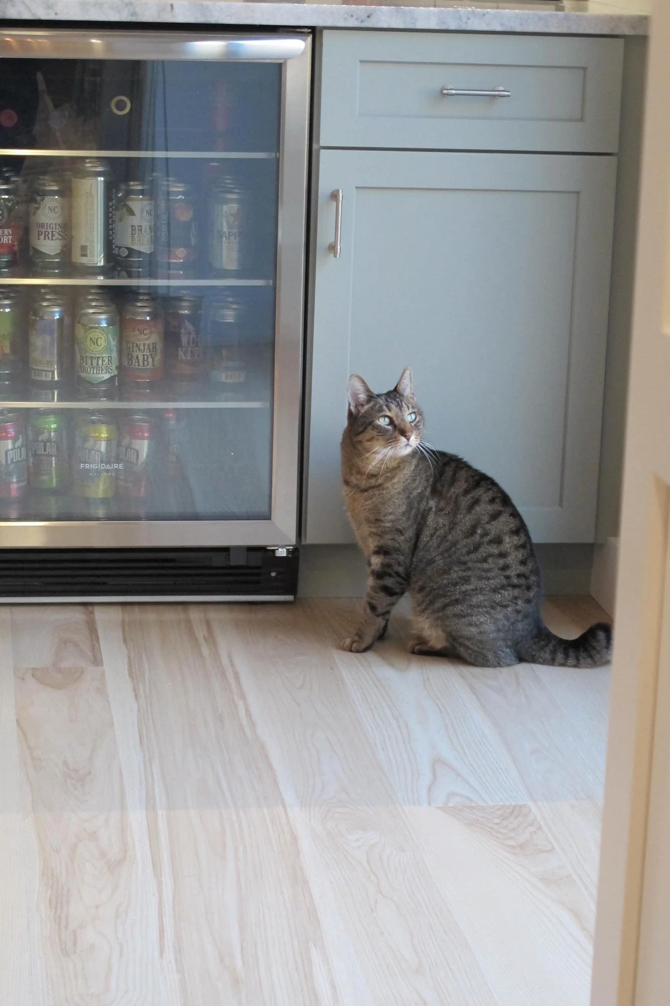 Dream-Home-Cabinets-Dixons-wine-fridge-cat.JPG
