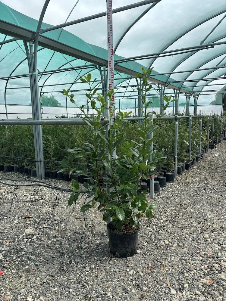 Worcestershire supplier of Cherry Laurel hedging plants at 4-5ft 1.25-1.5m tall