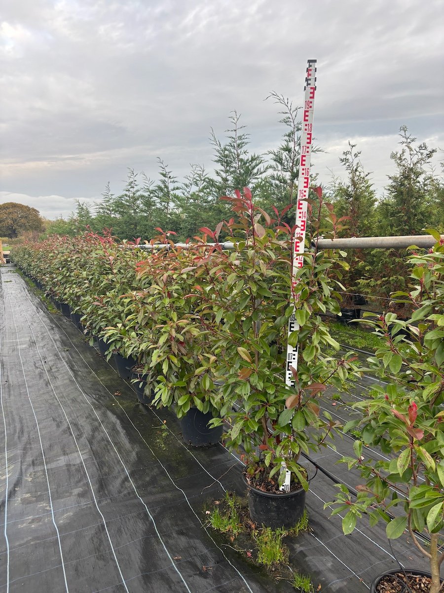Potted evergreen Photinia Red Robin hedging plants for sale at 1.5m 5ft 2m 6ft high
