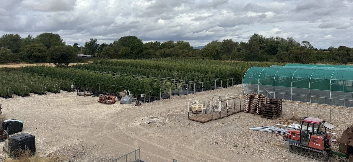 English Evergreen Hedging Nursery in UK