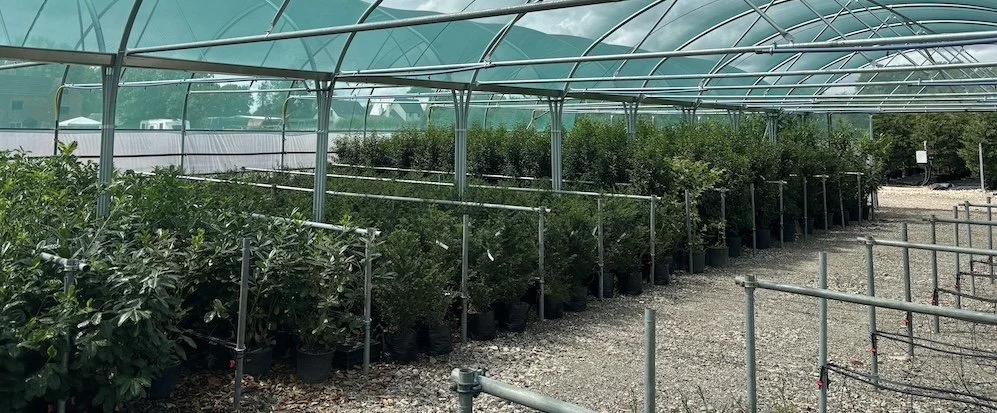 Yew, Portuguese and Cherry Laurel Evergreen Hedging Nursery