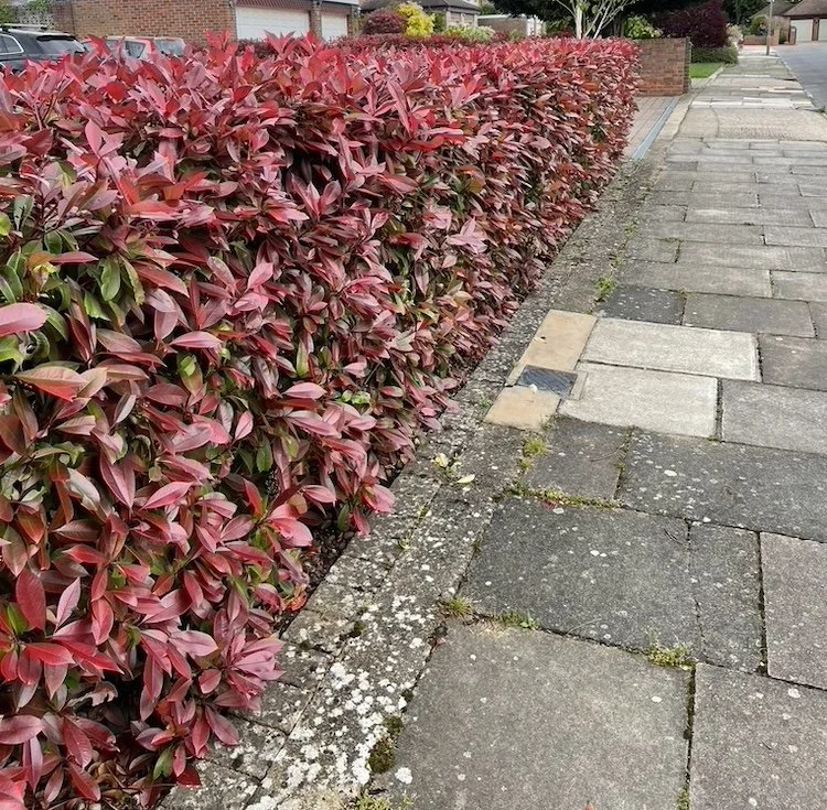 Photinia Red Robin hedging plants for sale in Herefordshire, Worcestershire and Gloucestershire
