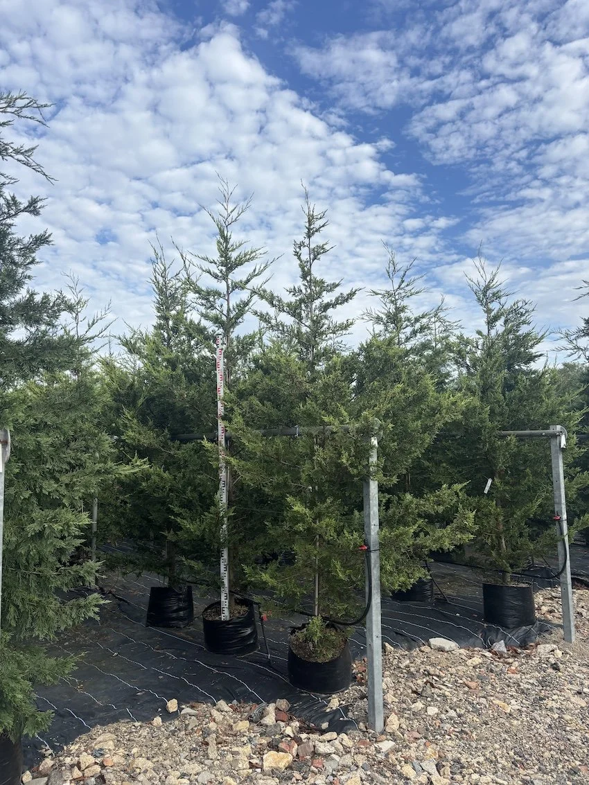 UK, English grown 3m 10ft tall Gold Leylandii conifers