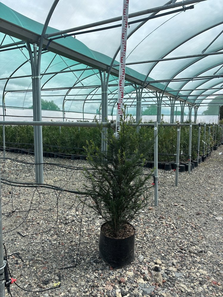 3ft (1-1.25m) tall English Yew hedging plants in Gloucestershire