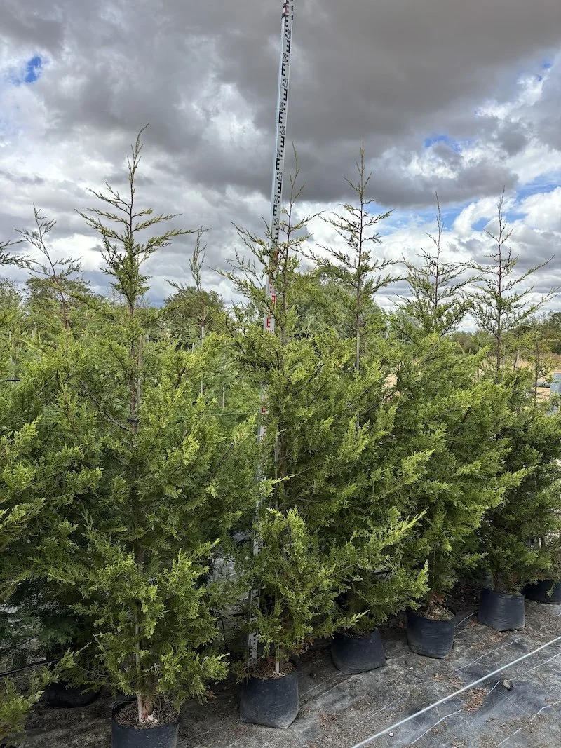 Tall special offer hedging conifers Castlewellan Gold Leylandii