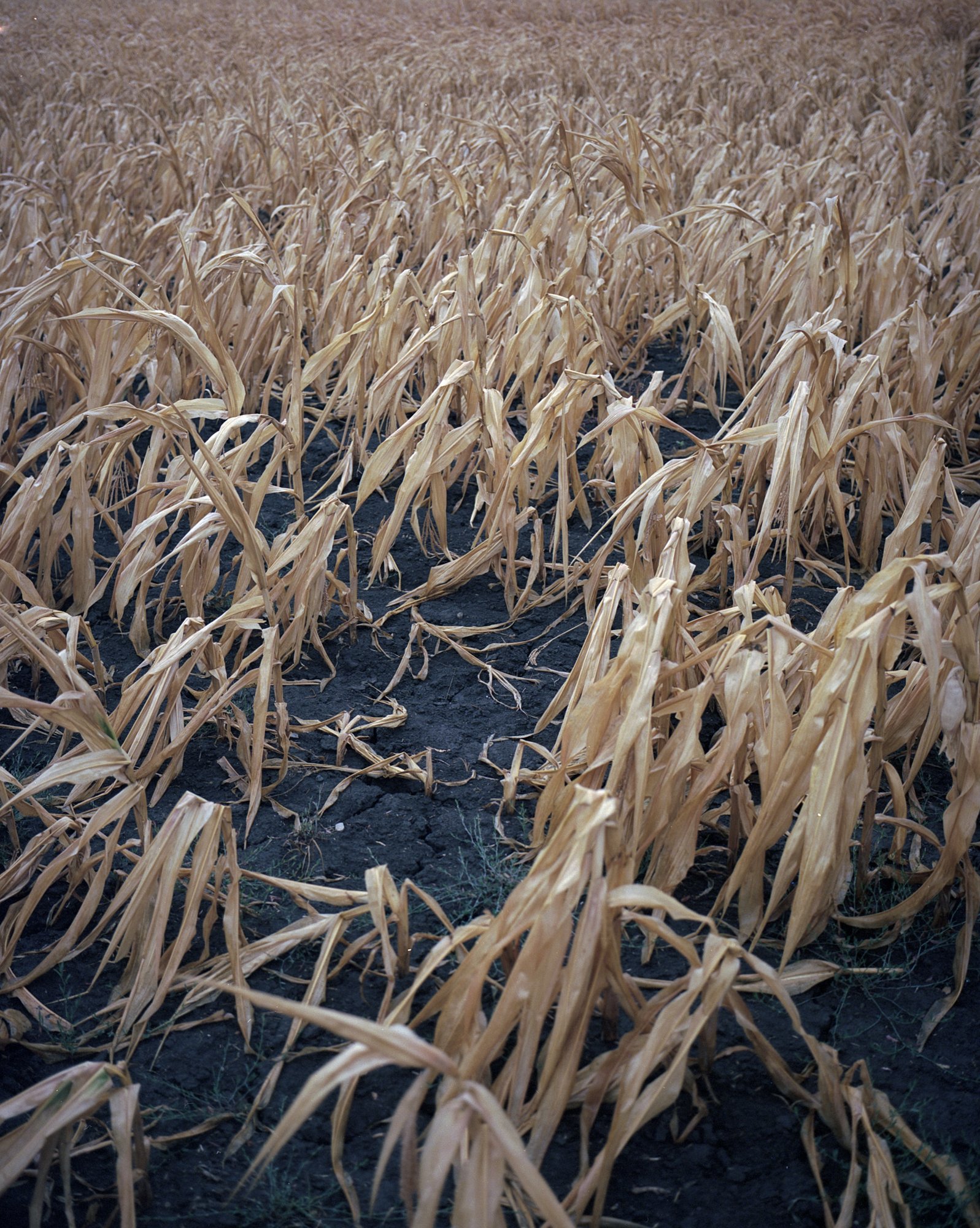  Corn field Szentes, Hungary, 2022 