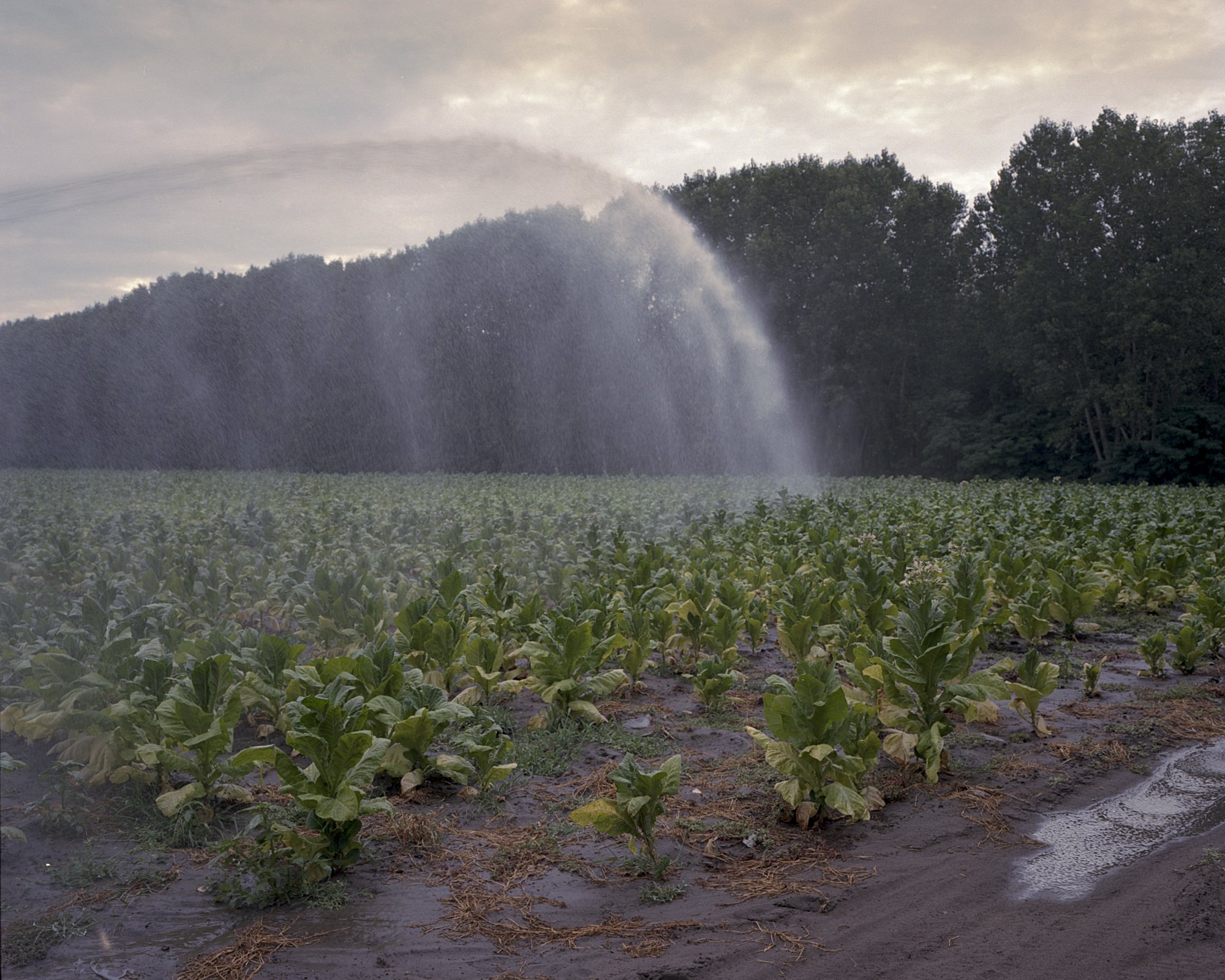  Watering a tobacco field.  Kiskunmajsa, Hungary, 2022 