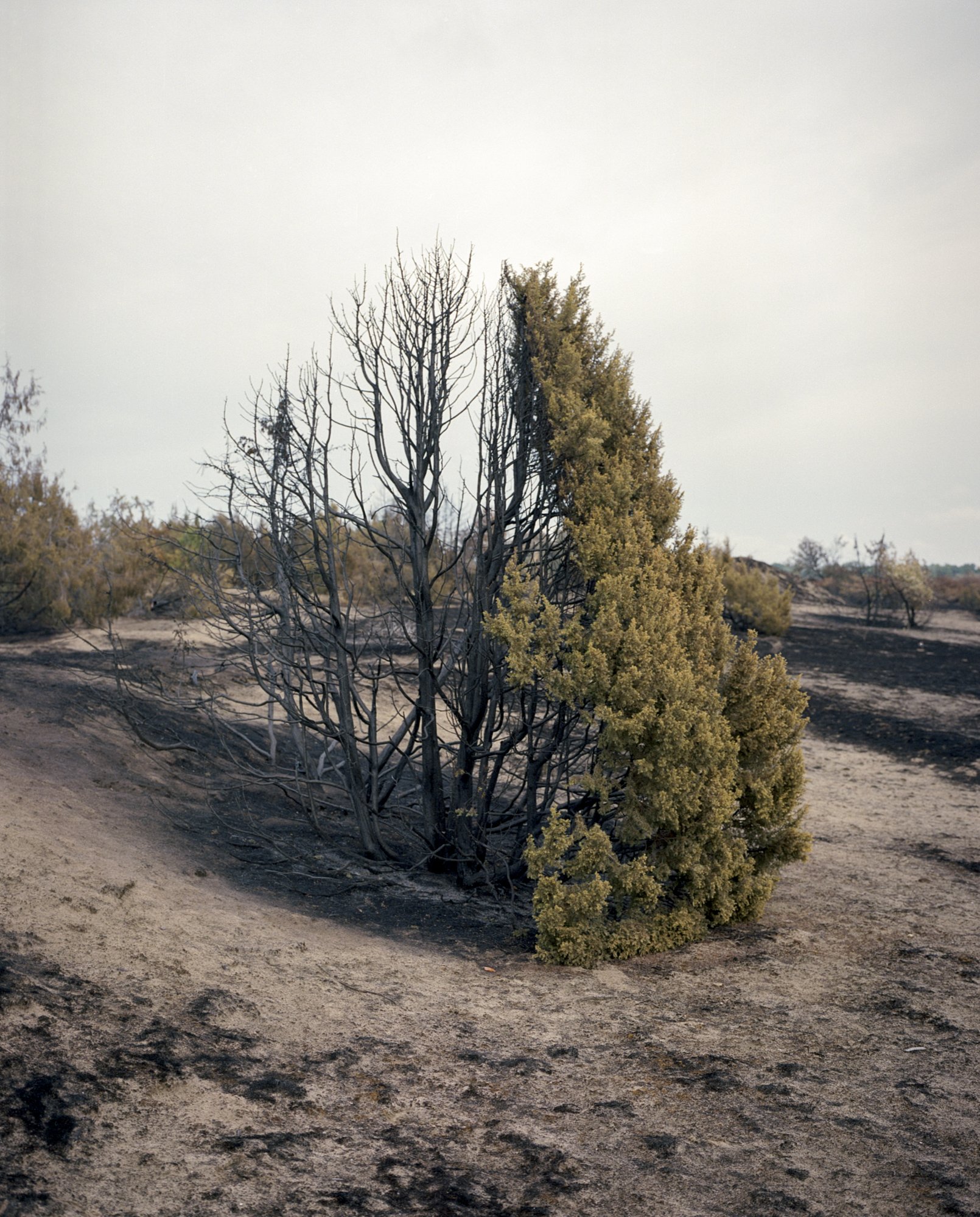  A half-burnt tree remained from the biggest forest fire of late summer.  Táborfalva, Hungary, 2022 