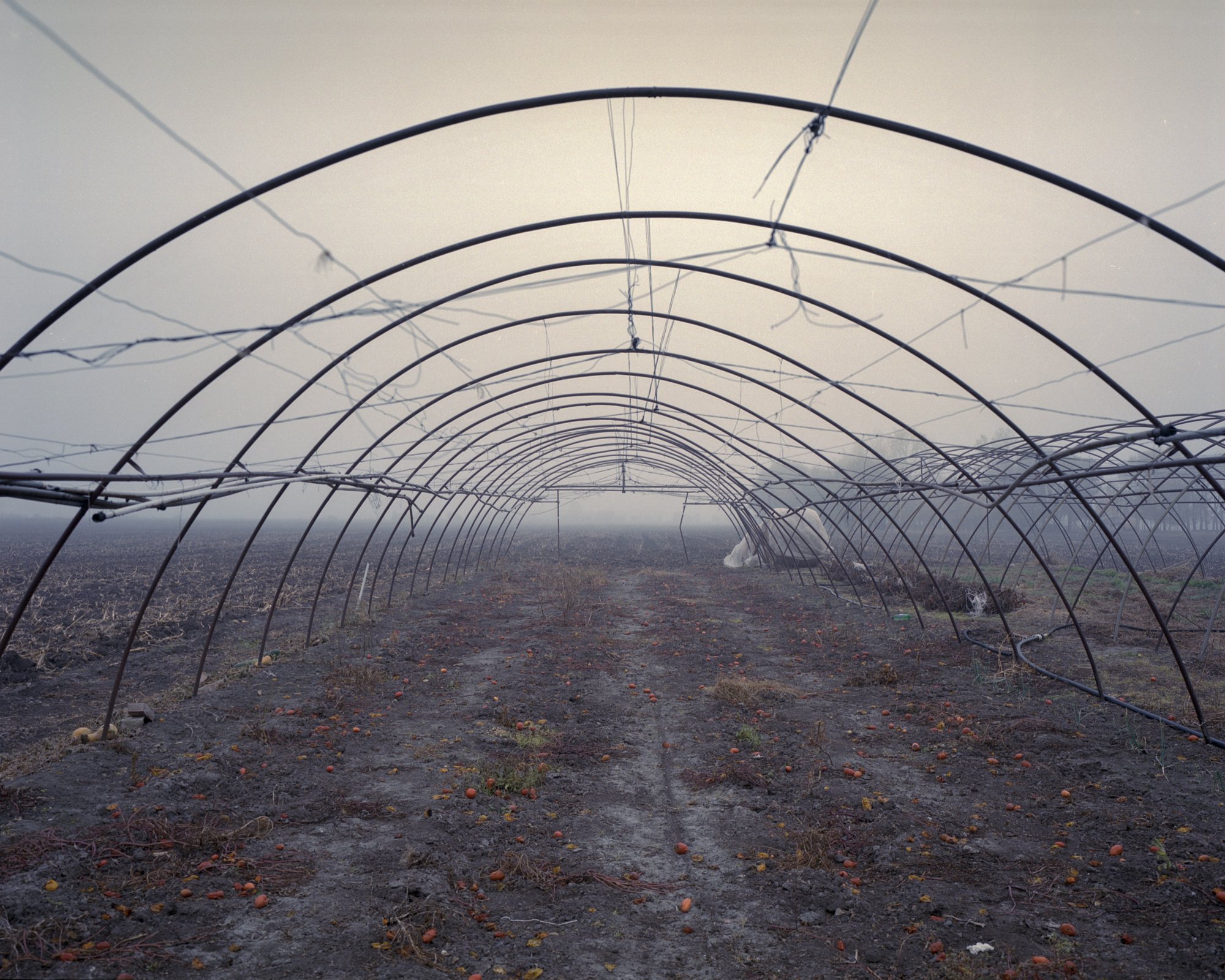  Abandoned tomato field. Szentes, Hungary, 2022 