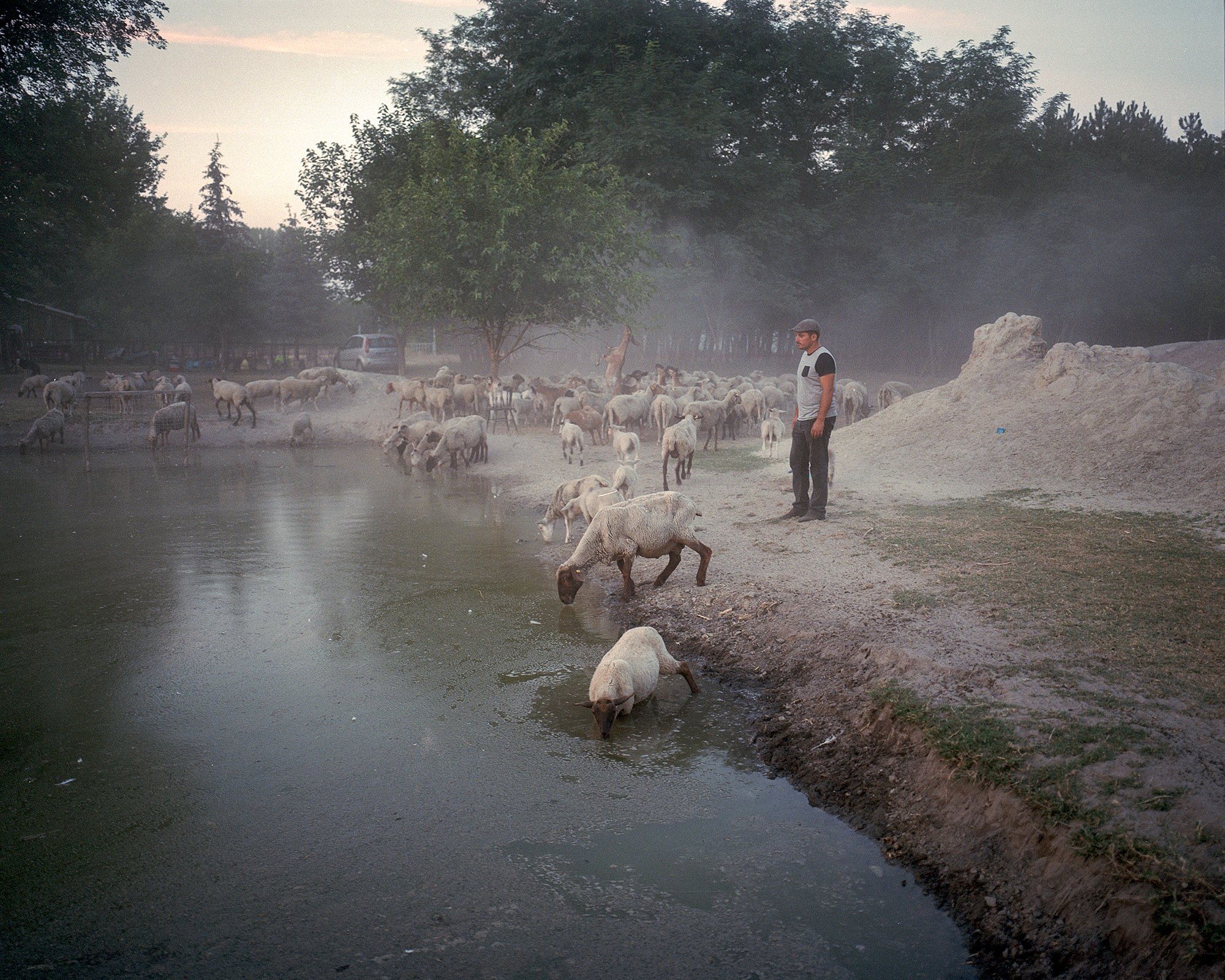  Shepherd watching his animals at a small artificial pond. Kiskunmajsa, Hungary, 2022 