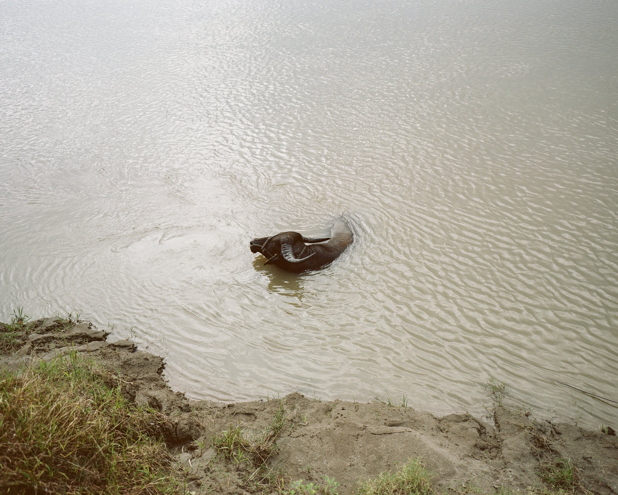   A water buffalo cools in the river Subansiri. Major Chapori, Majuli, India — 2021  