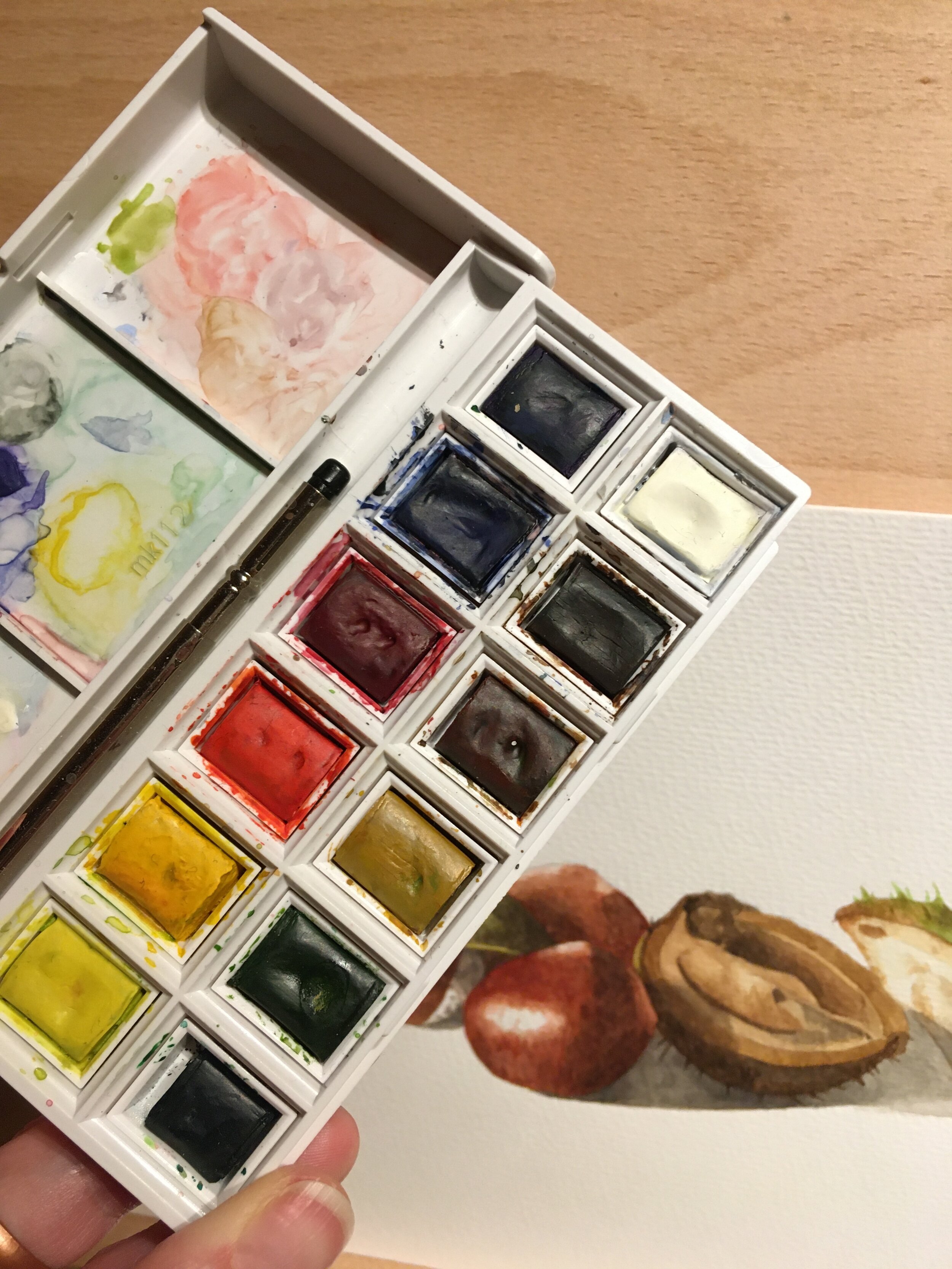 Winsor and Newton watercolour paint set with watercolour conker painting