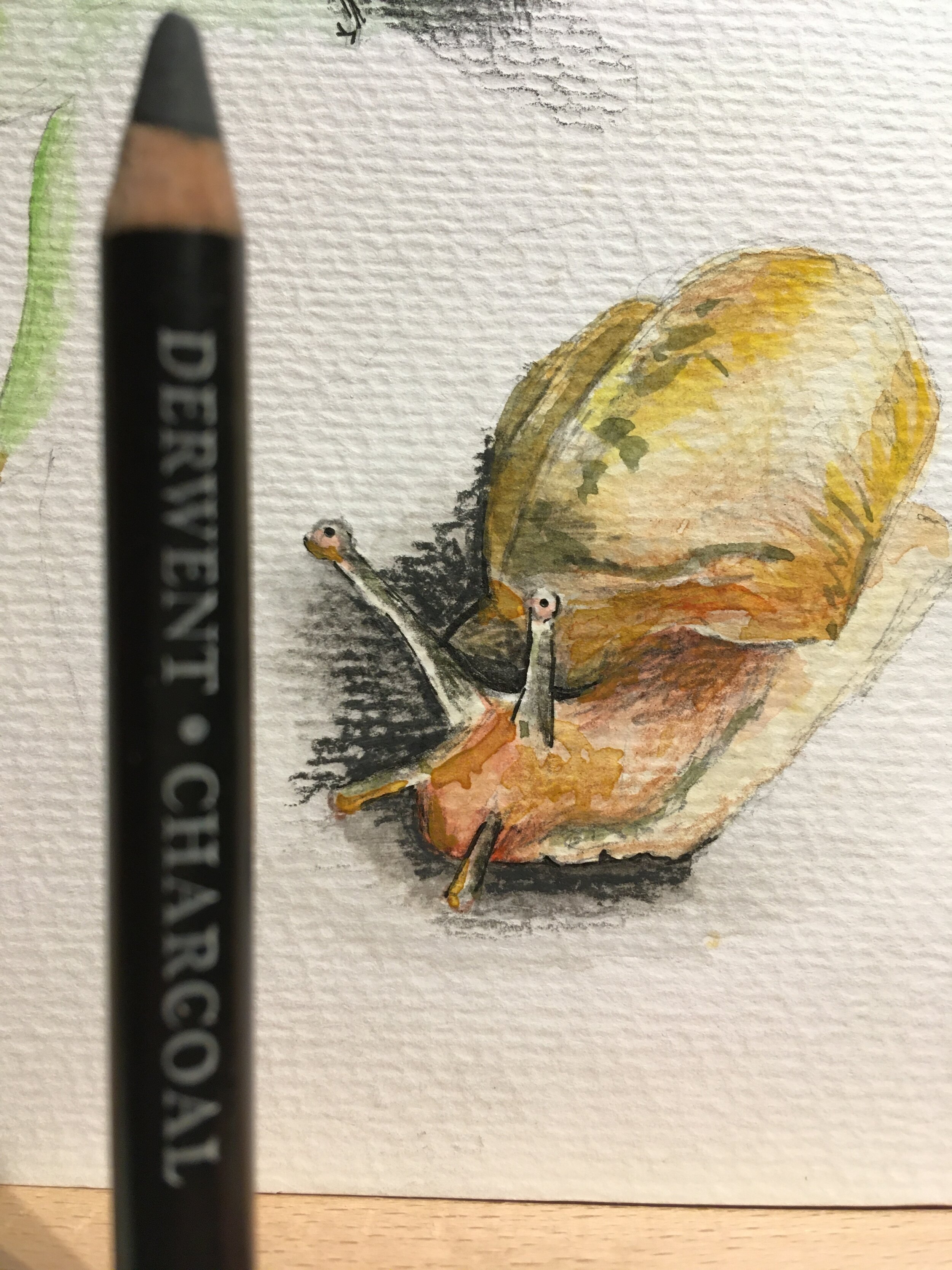 Derwent charcoal pencils snail drawing