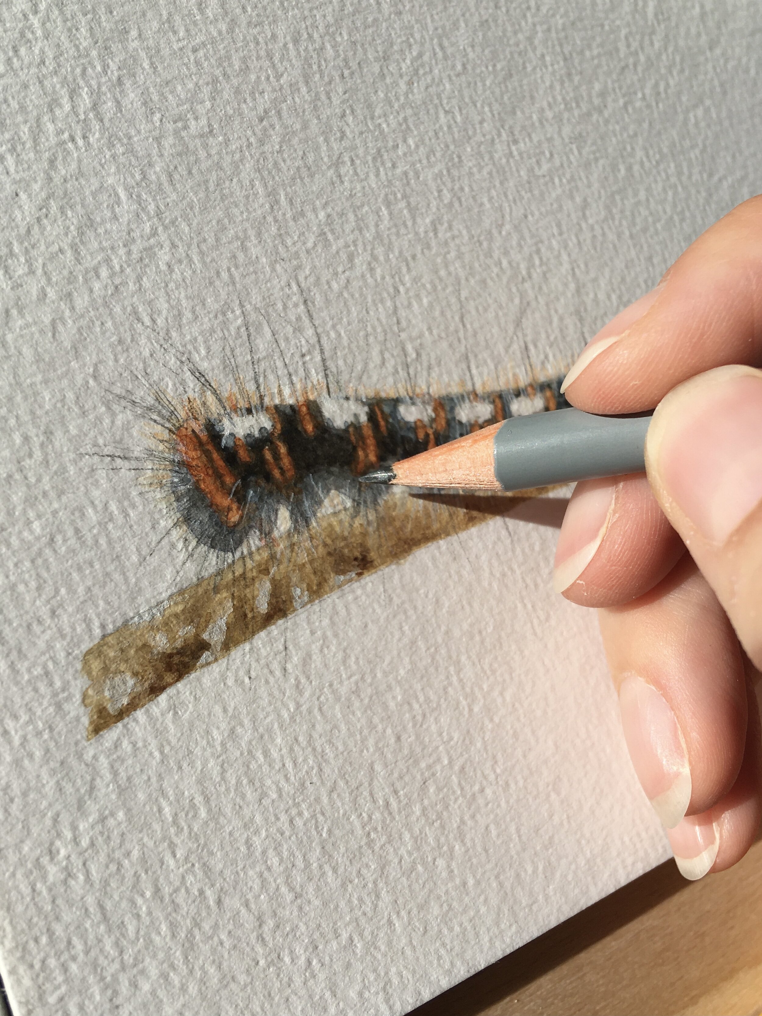 Caterpillar illustration using watercolour, gouache and graphite pencil