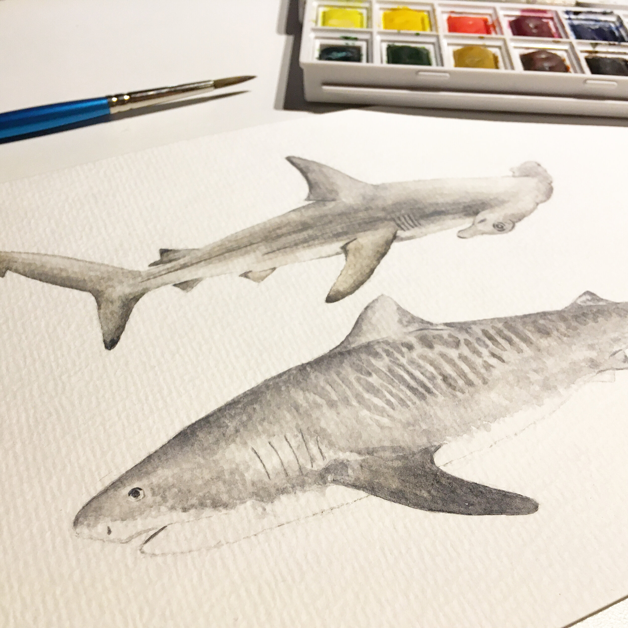 Watercolour sharks painting
