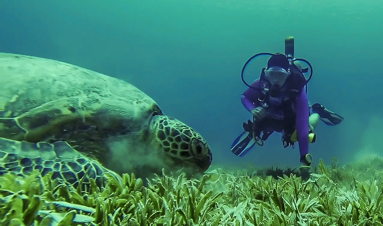 Scuba diving with turtles in Egypt