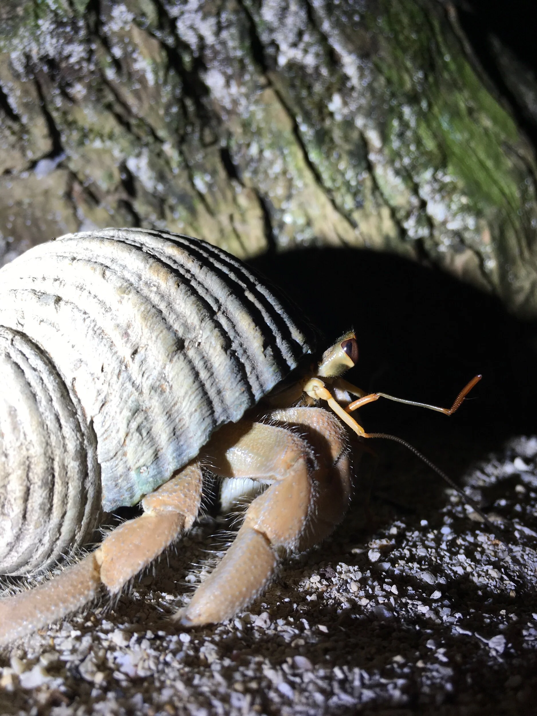Photo of a hermit crab in Rarotonga, the Cook Islands