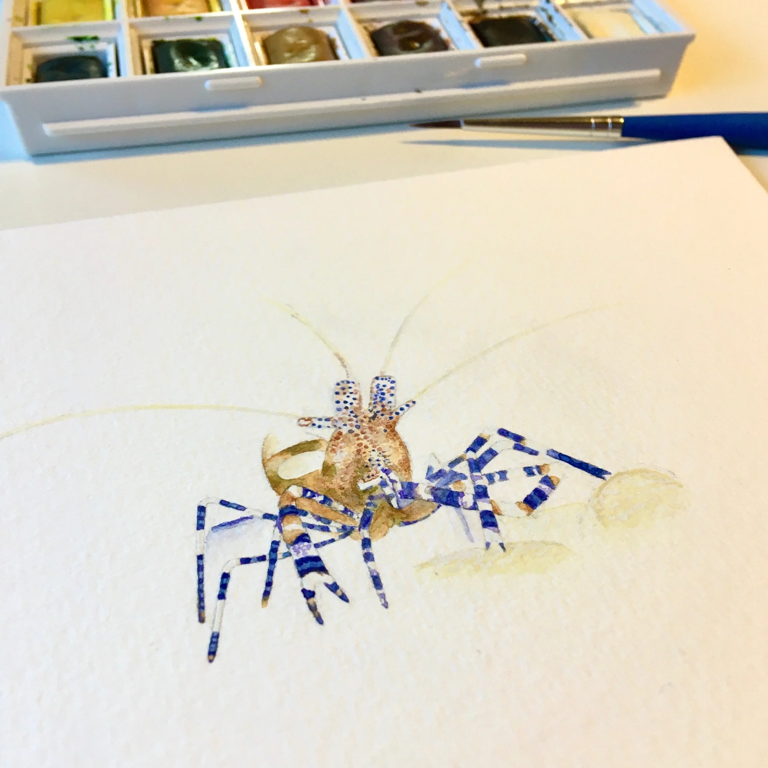 Pedersen's Cleaner Shrimp watercolour painting