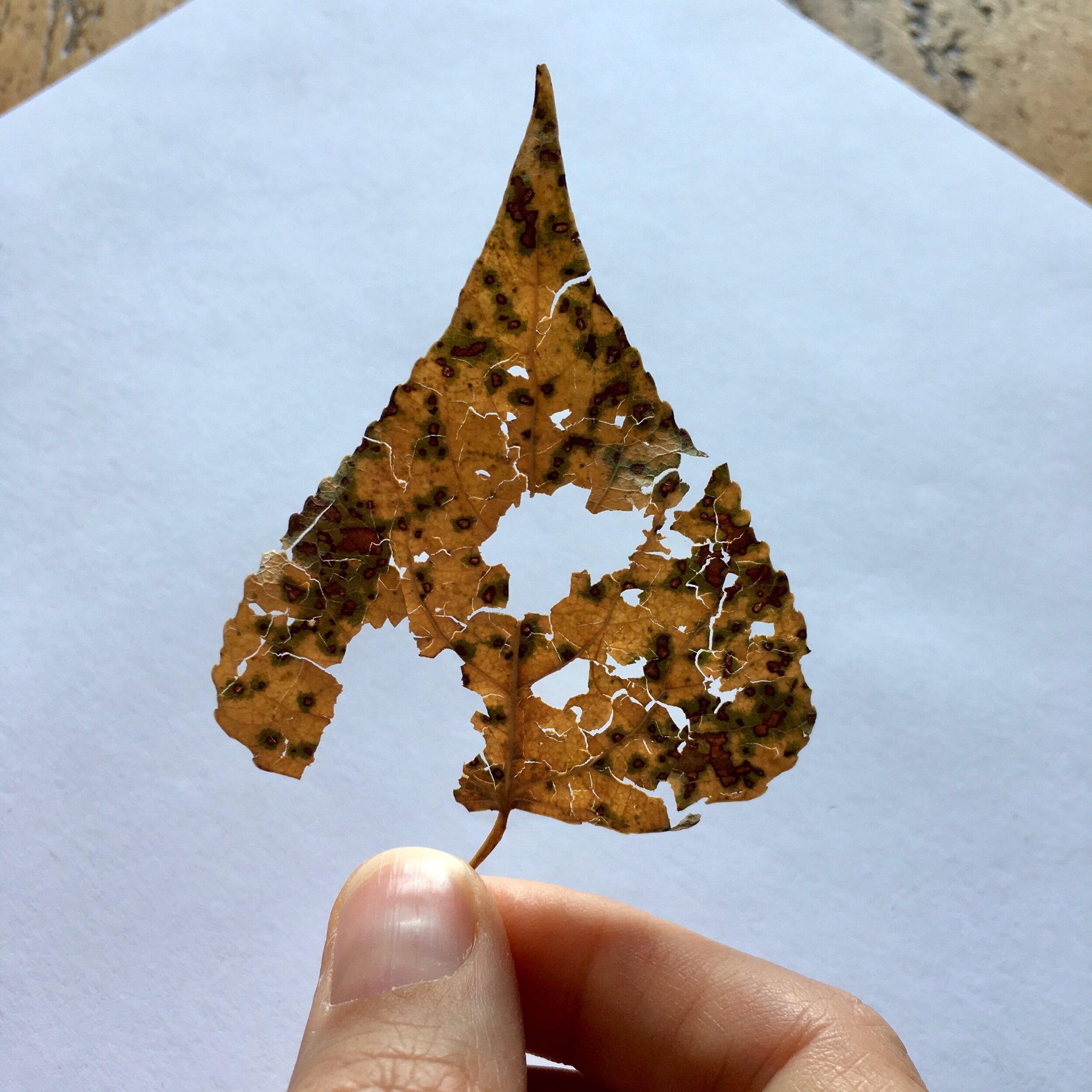 Decaying Leaf photo - Natural History observation for watercolour painting