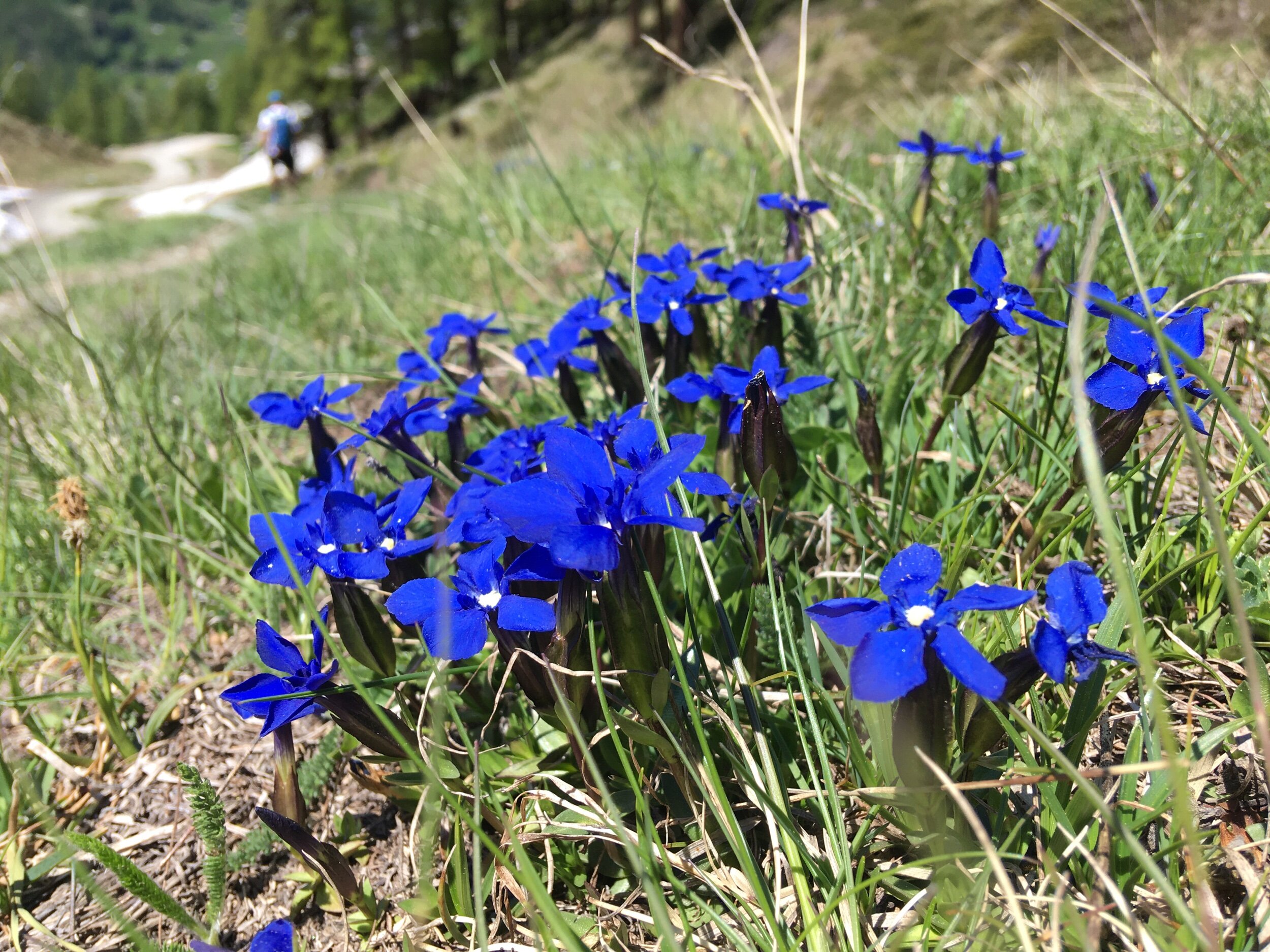 Blue Alpine Flowers