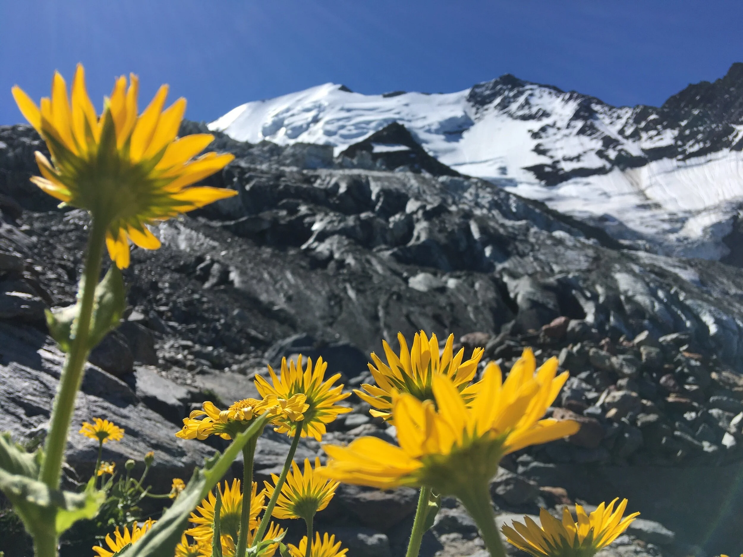 Yellow flowers at Nid d’Aigle