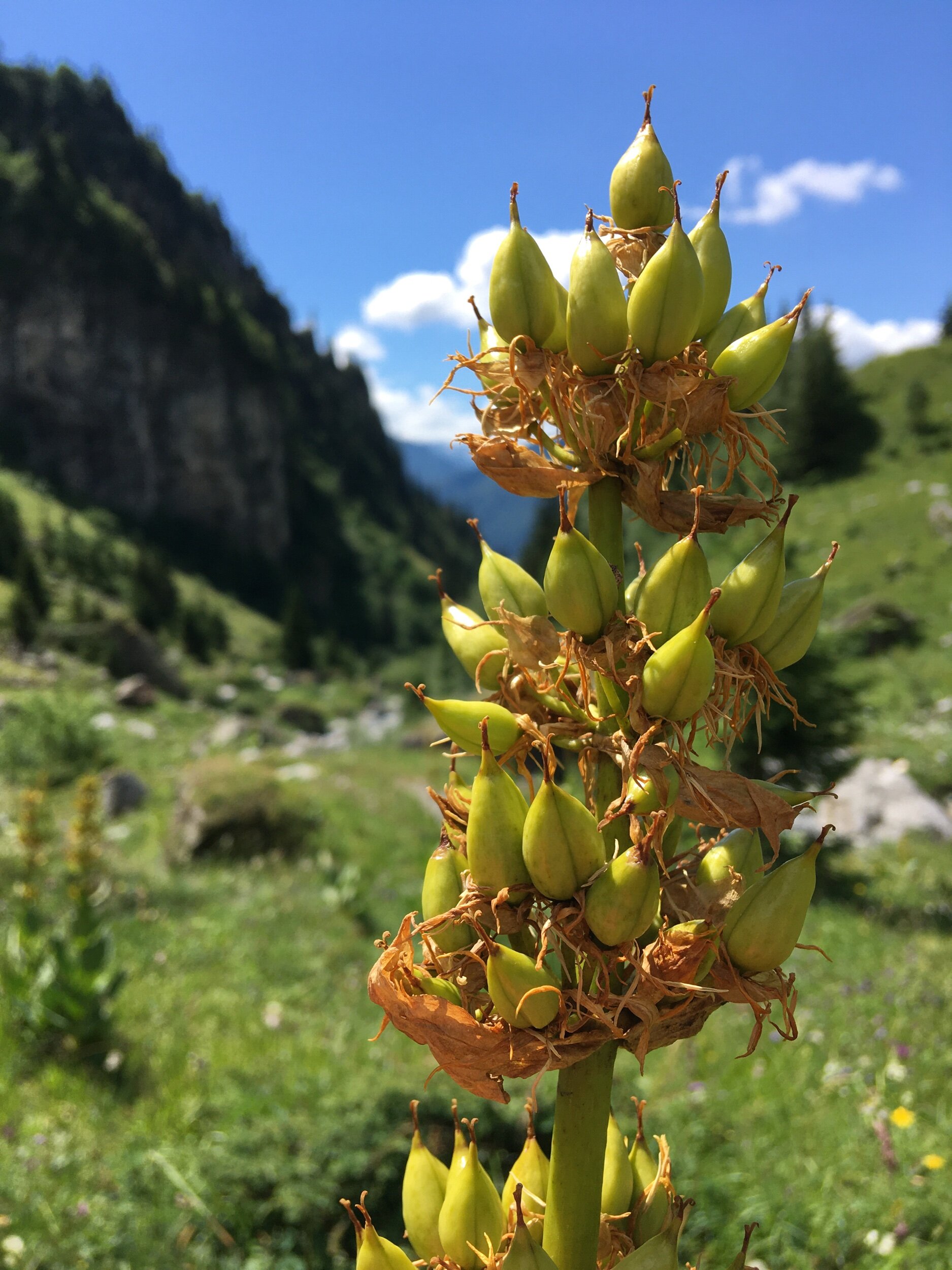 Unknown seed head in mountain valley