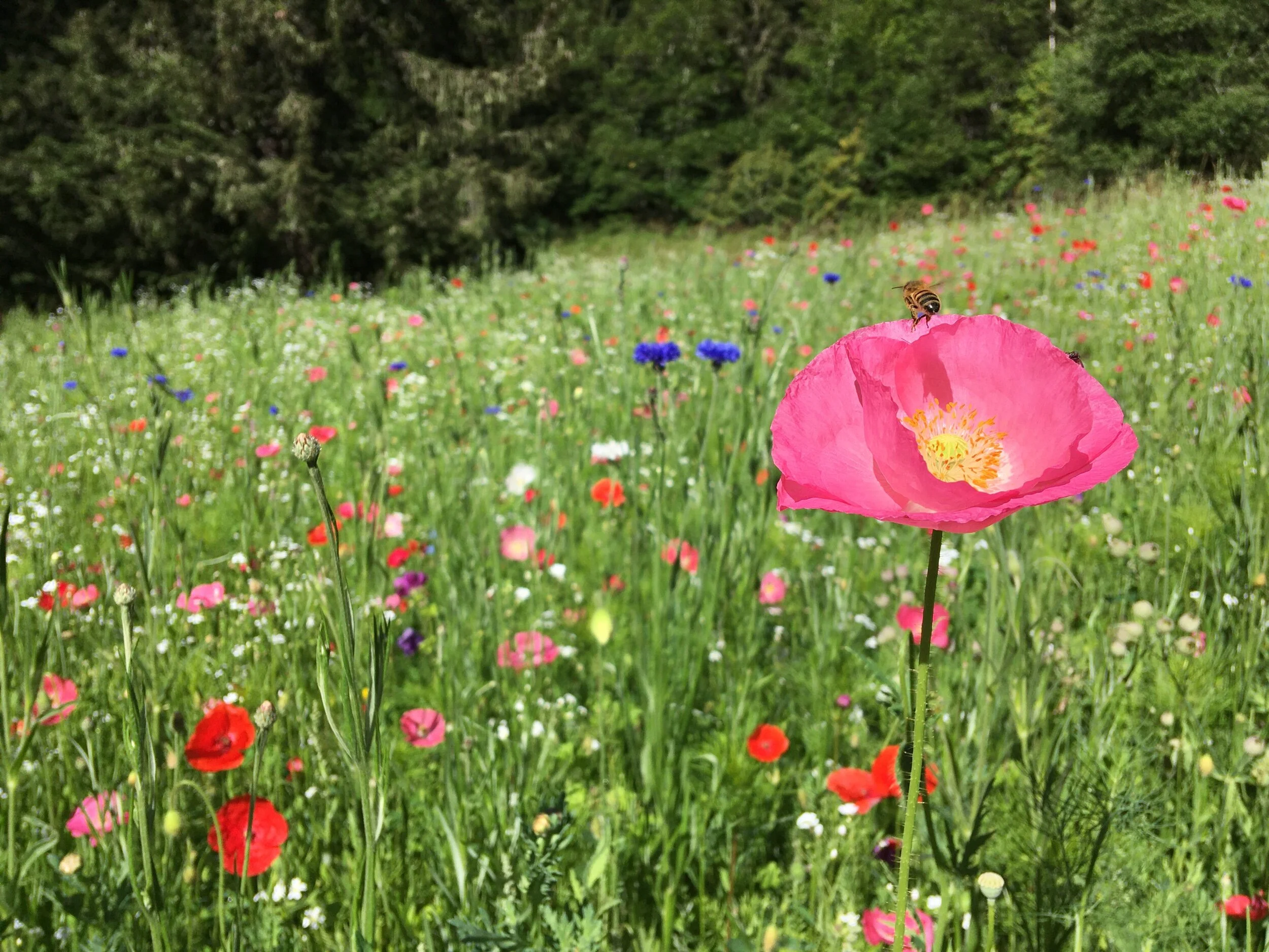 Bee on pink poppy