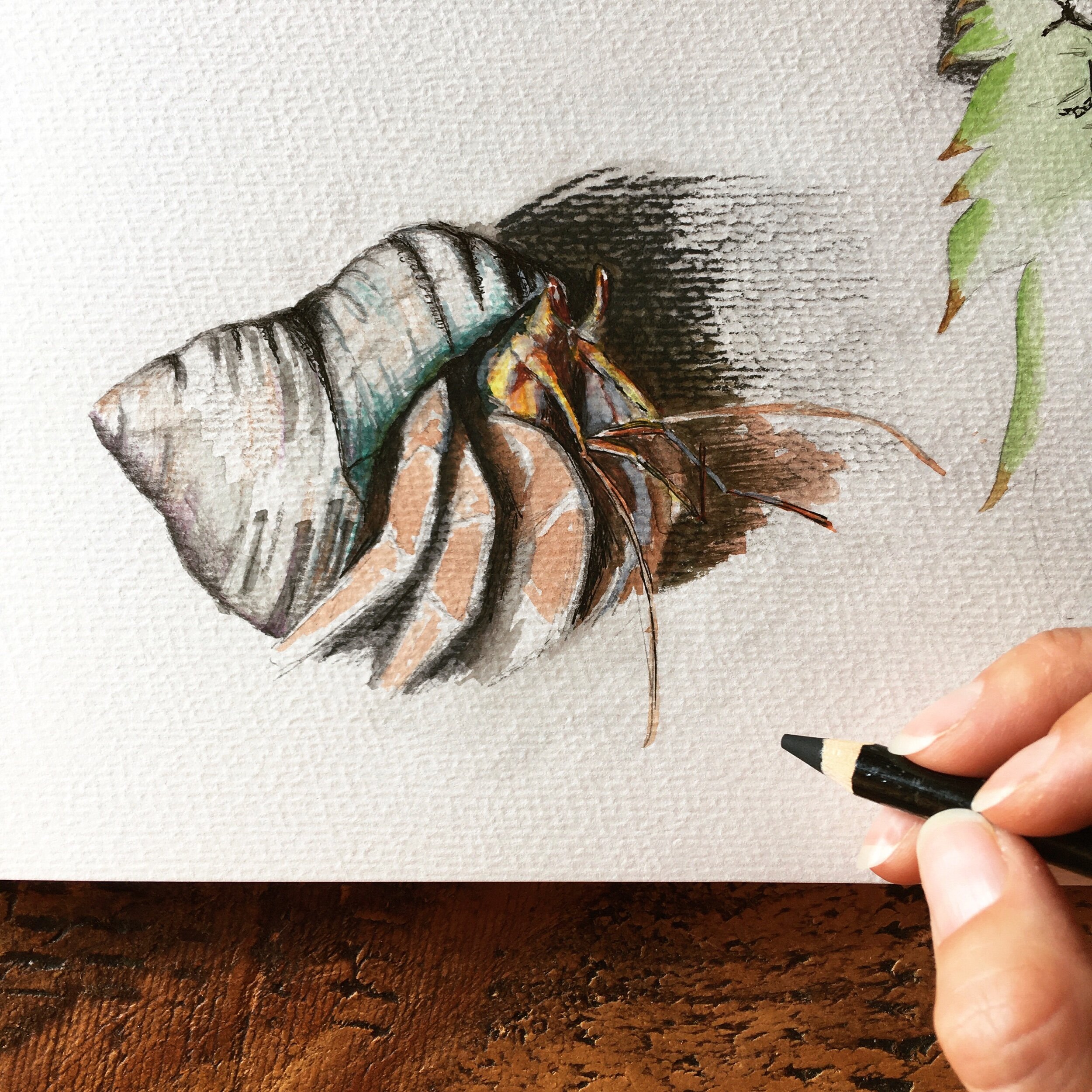 Watercolour and charcoal hermit crab