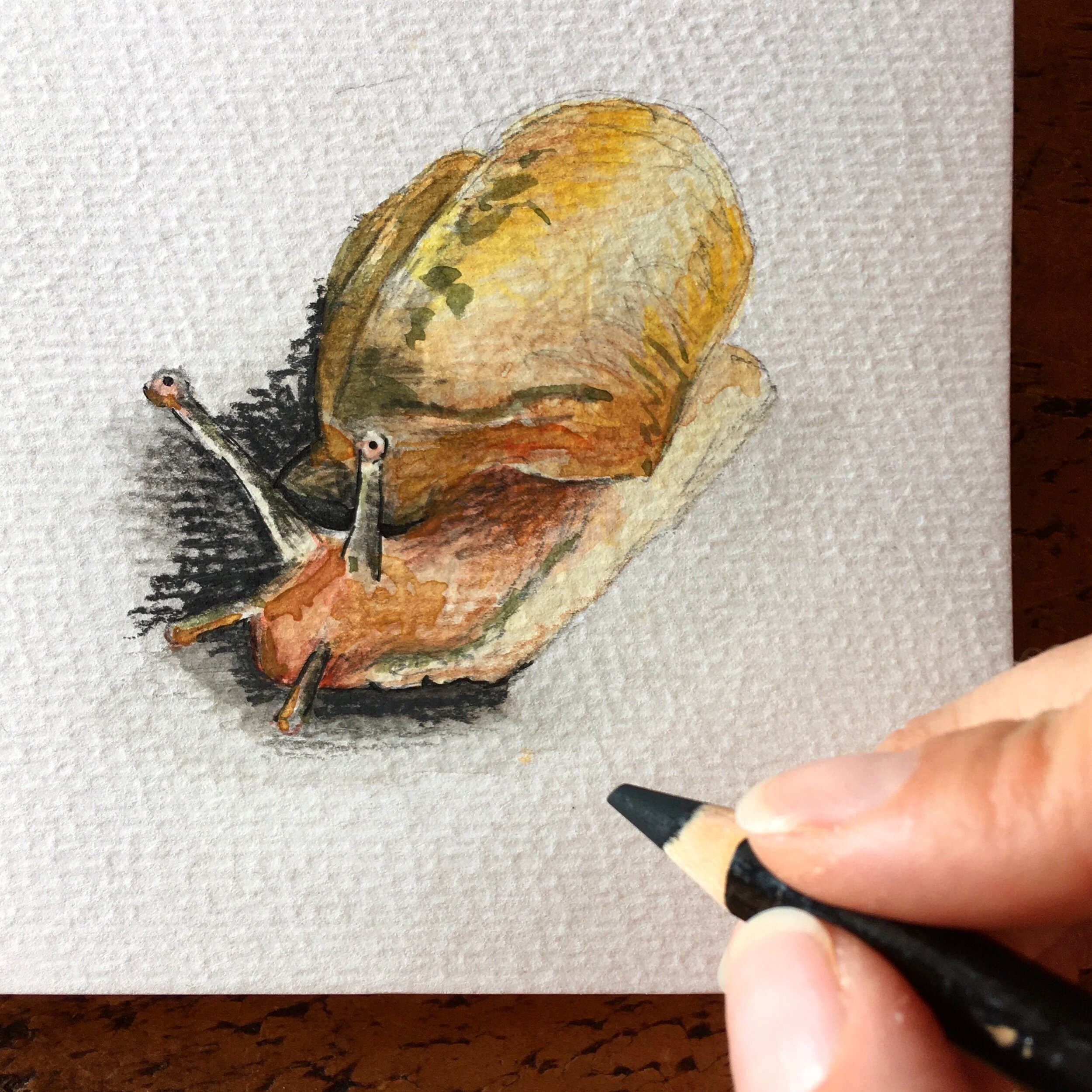 Watercolour and charcoal snail