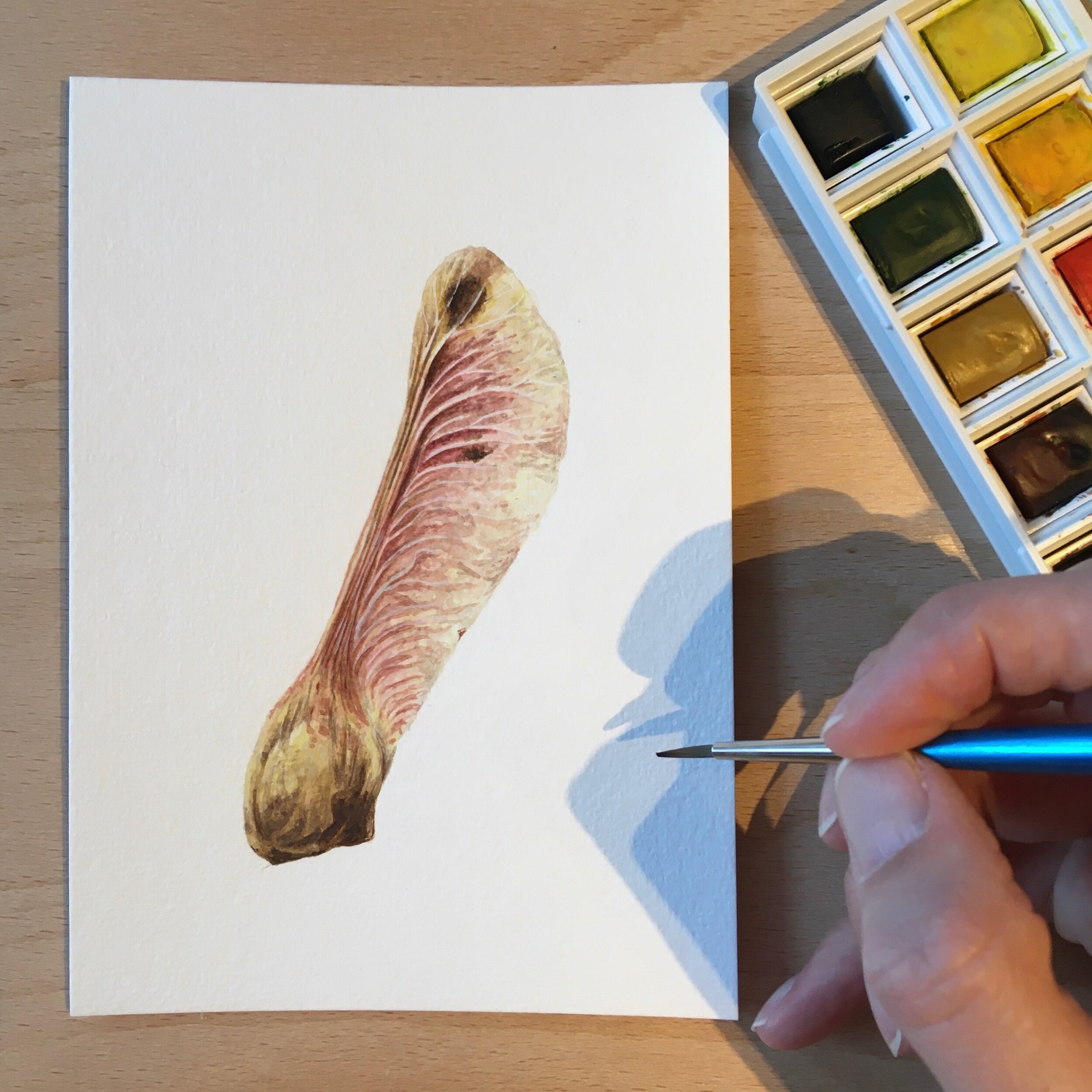 Natural History Watercolour - helicopter seed.