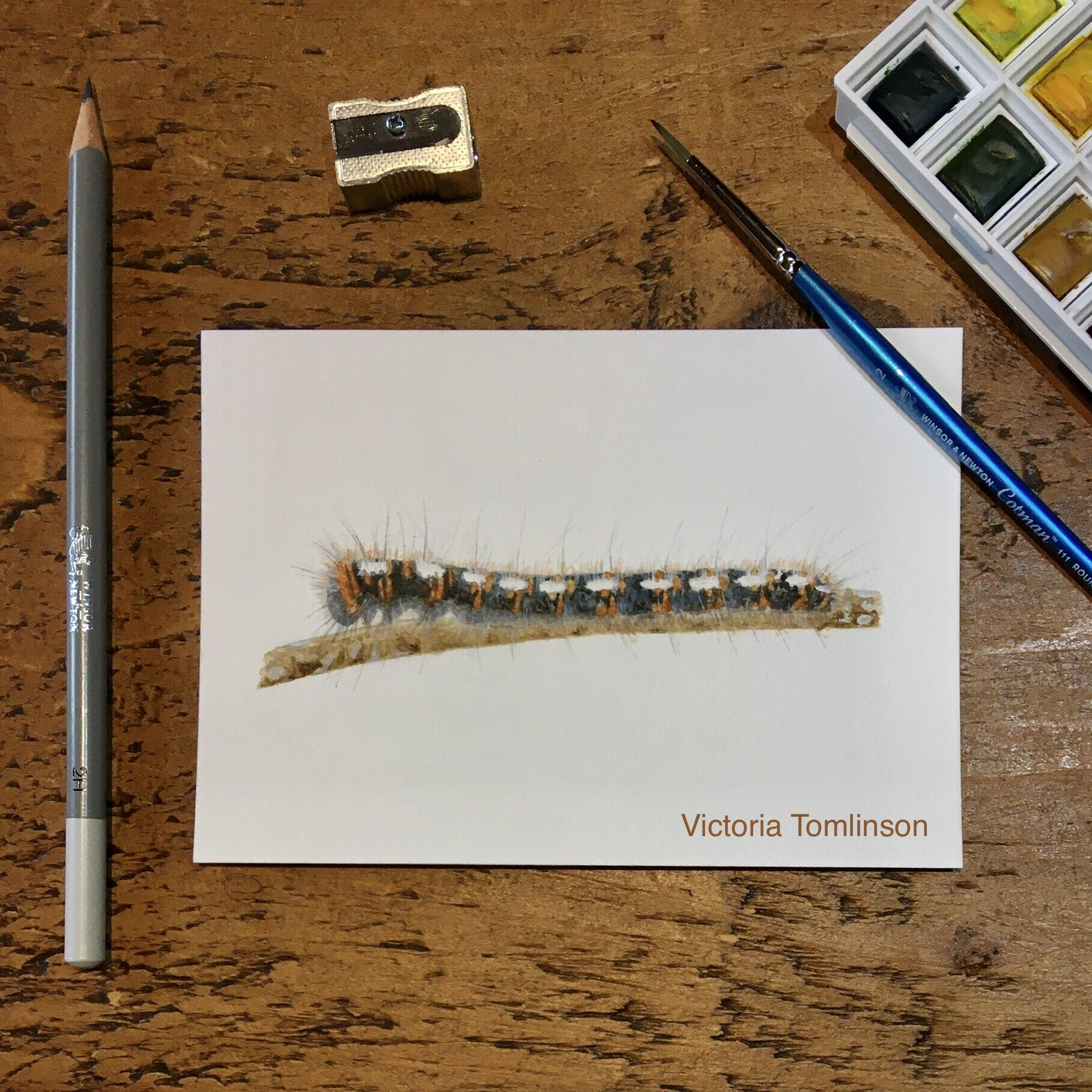 Caterpillar watercolour and pencil illustration
