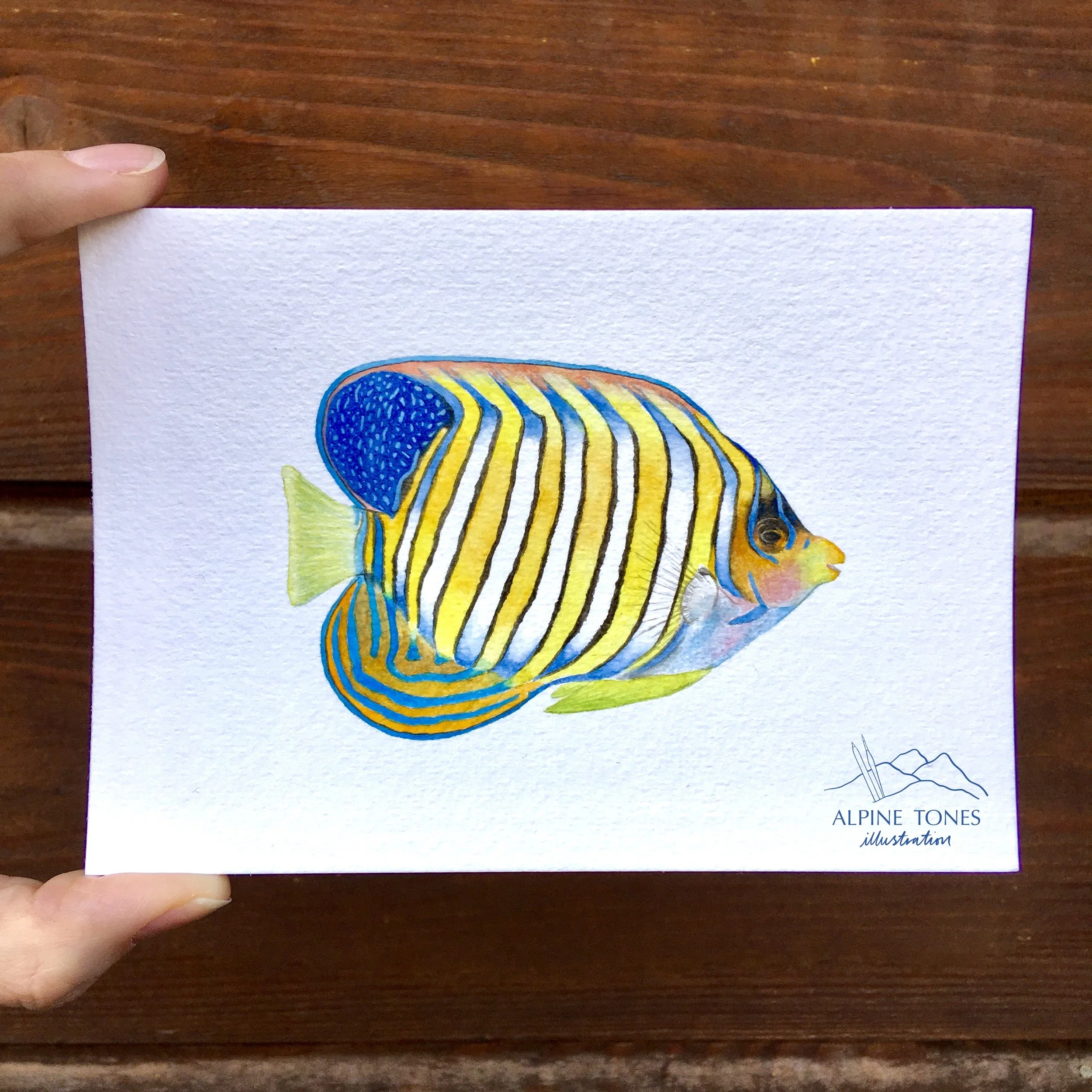 Regal Angelfish watercolour painting.JPG