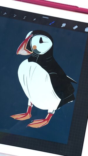 Puffin illustration