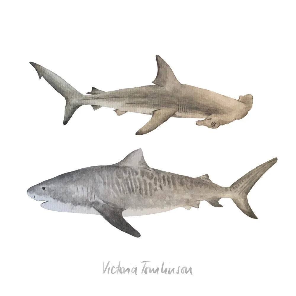 Watercolour Sharks