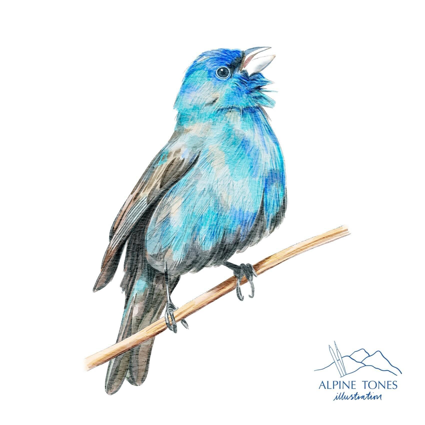 An Indigo Bunting for the first prompt of @ourplanetweek - Among the Stars. ✨ 

I chose to draw this beautiful bird as they are one of the few animals who can navigate using the stars, so wonderful! ✨

Thank you to Patrice Bouchard for the reference 