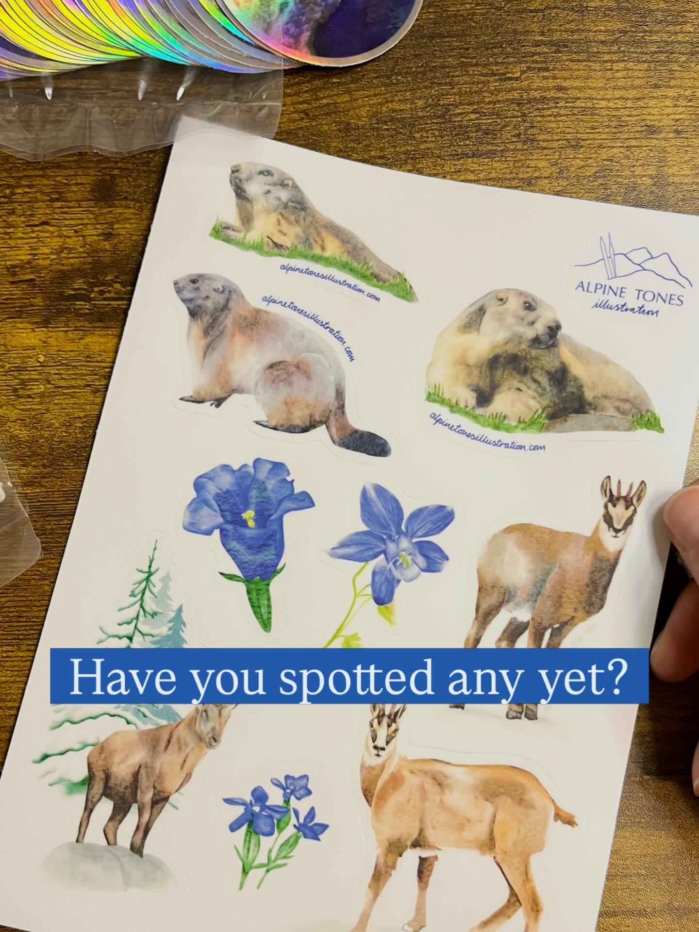 They&rsquo;re awake!

For the last couple of weeks marmots have been spotted lolloping around off-piste, particularly in the Findeln area.

Have you seen any yet this year?

I was super excited to spot my first on from the Wolli Park on the 5th April
