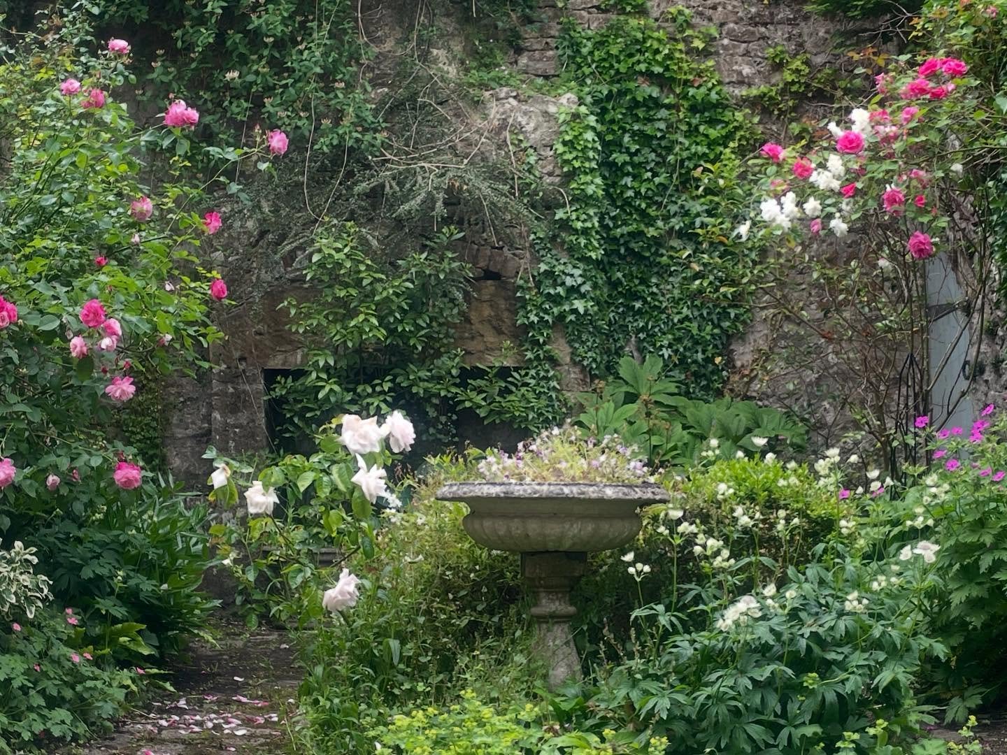 Visiting my parents' Somerset garden again. Not sure the blackbird is happy with me encroaching on his patch.