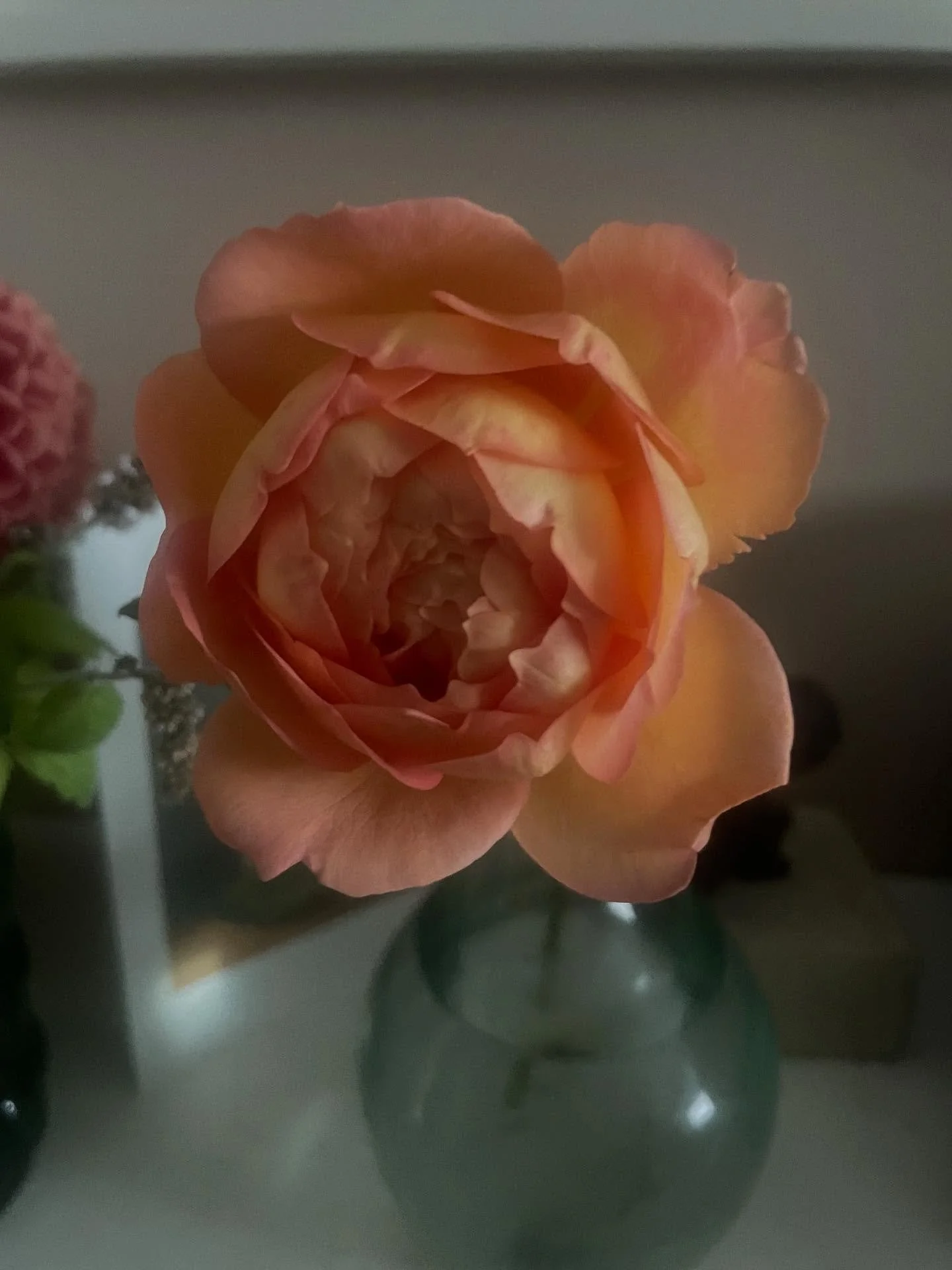 Last rose of summer