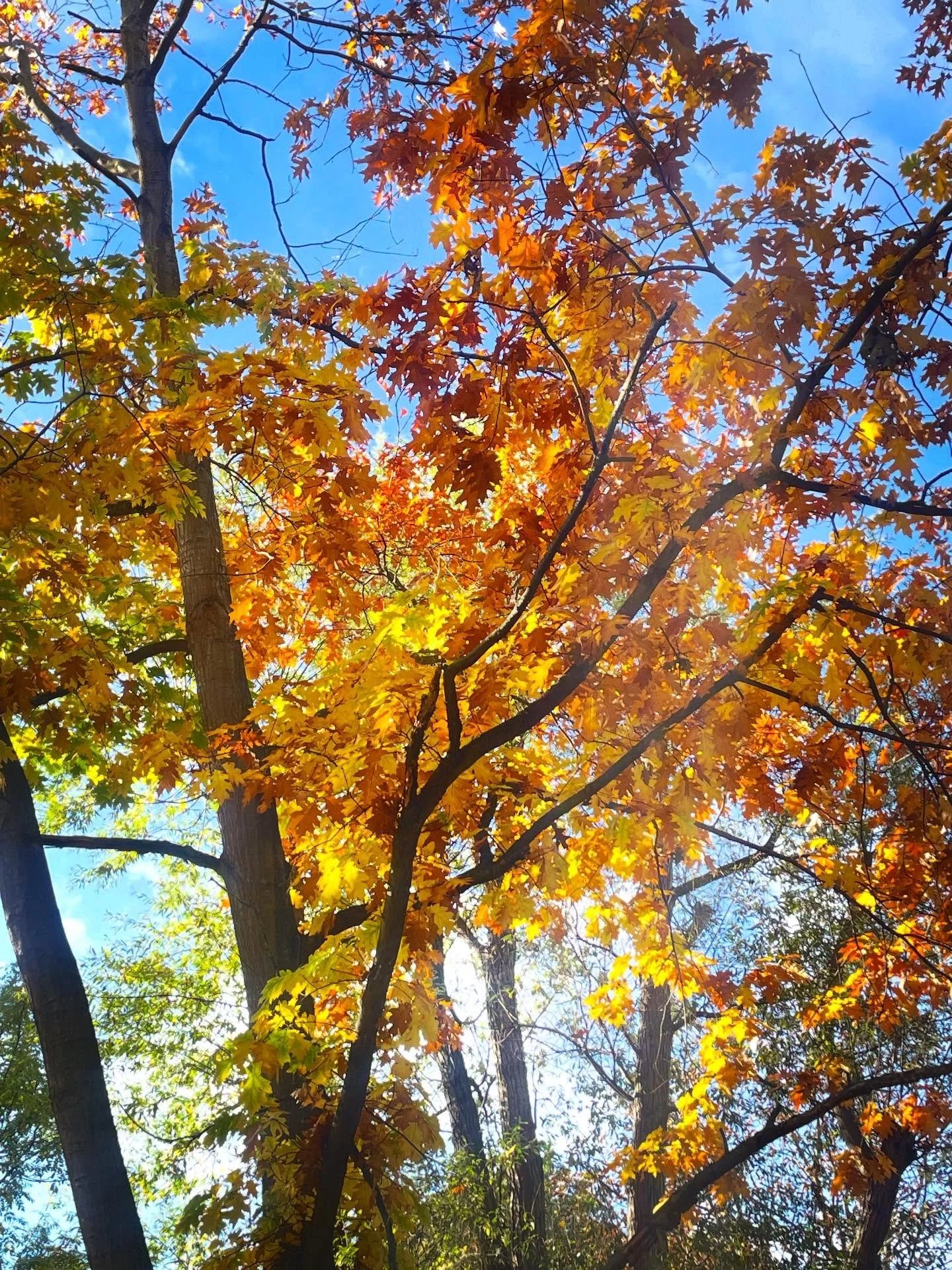 What an extraordinary autumn. The Common today.