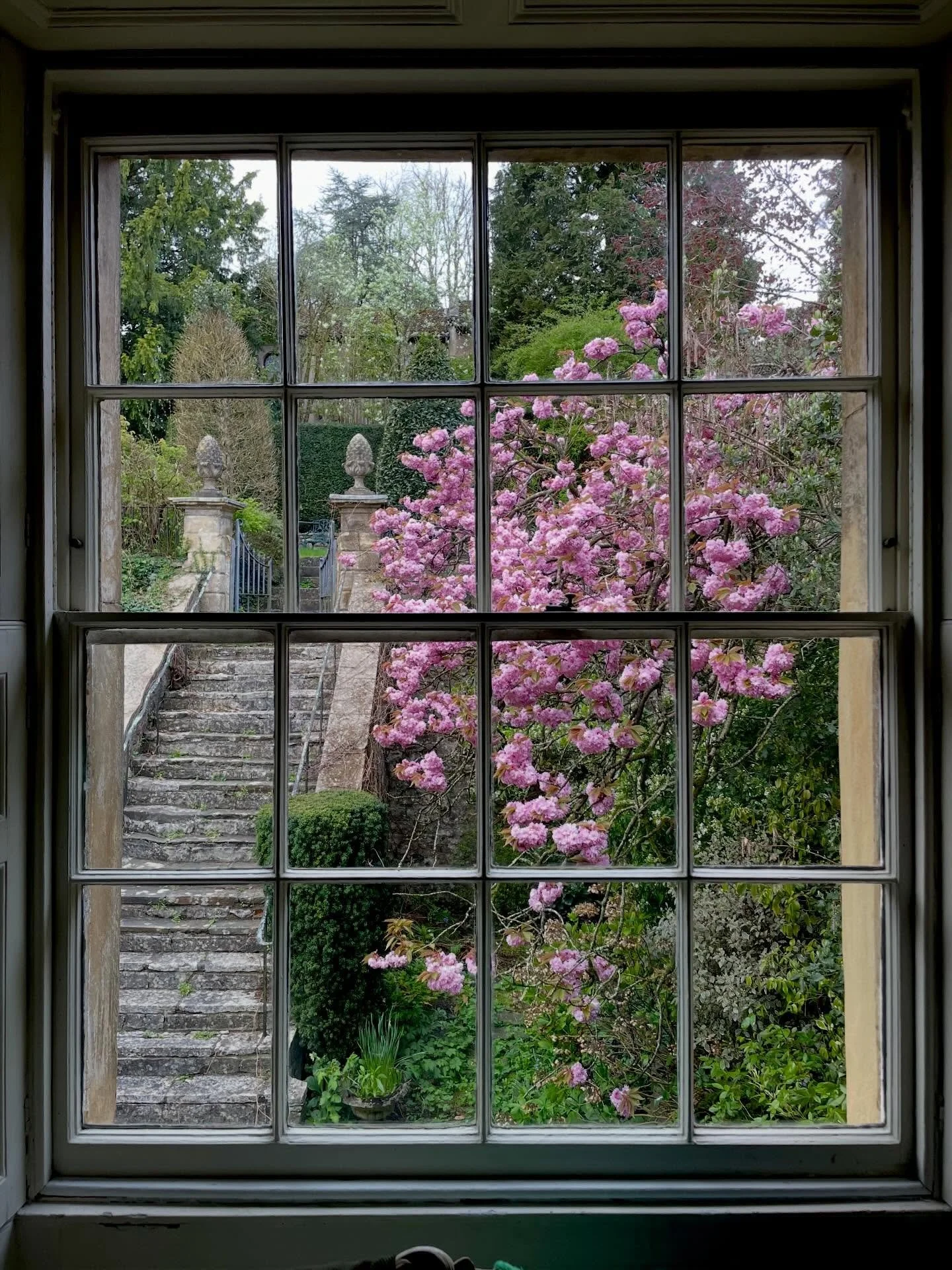 Almond blossom in the courtyard of my parents&rsquo; house in Somerset