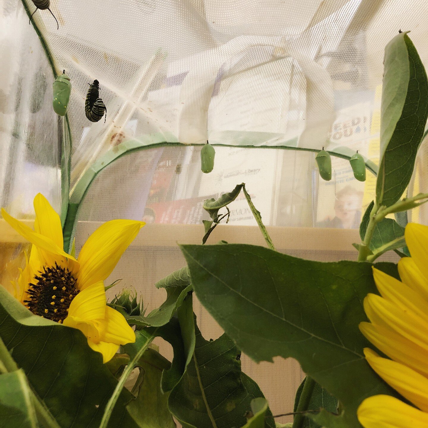 ✨🐛🦋✨
Nature is amazing! Our little LML monarch caterpillars have been diligently at work this week, undergoing a remarkable transformation as they spin their delicate chrysalis. 

We invite you to stop by the library the next few weeks to witness t