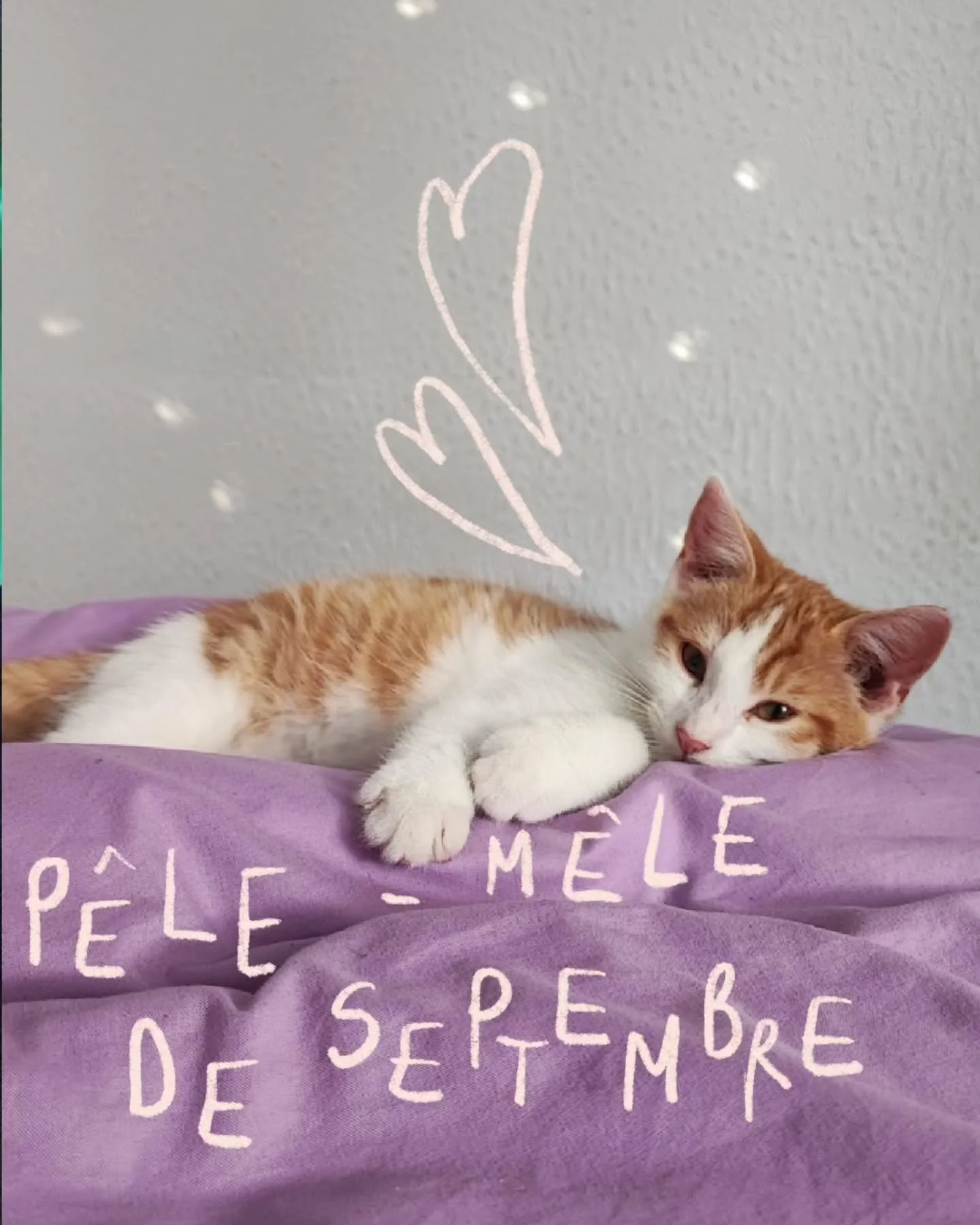 🥰En septembre Youpla Boum deux chatons sont entr&eacute;s dans nos vies. Ils ont fait chavirer nos coeurs et pris la galerie de photos de mon t&eacute;l&eacute;phone en otage. J'aurais pu faire un photo dump uniquement d'eux.

Mais il y a eu d'autre
