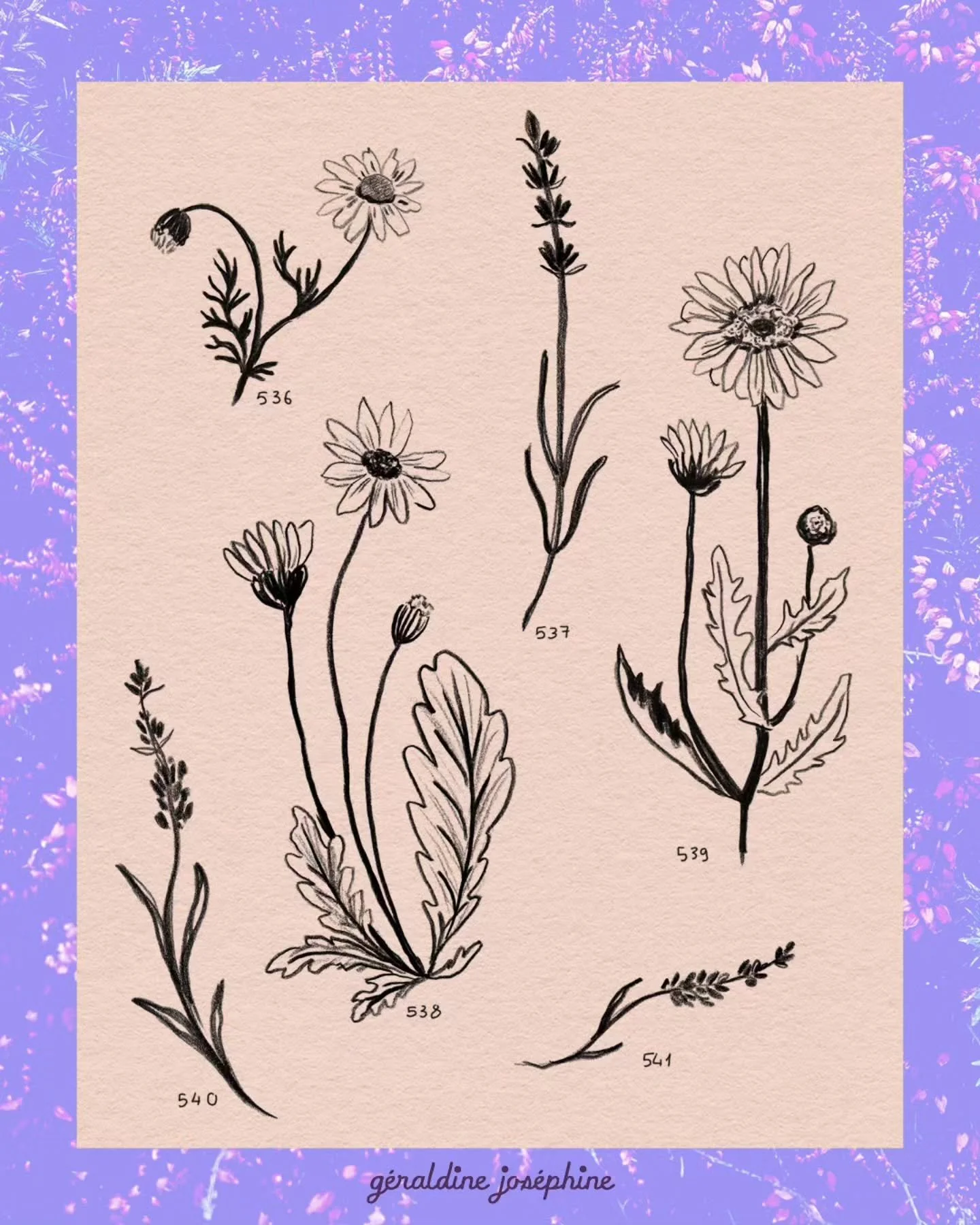 🌷des flash tattoo de fleurs en Novembre, parce que pourquoi pas ? De la lavande et de la camomille surtout pour se souvenir des jours ensoleill&eacute;s.

👋🏼 Je suis G&eacute;raldine, tatoueuse et illustratrice bas&eacute;e &agrave; Nantes.  Je ta