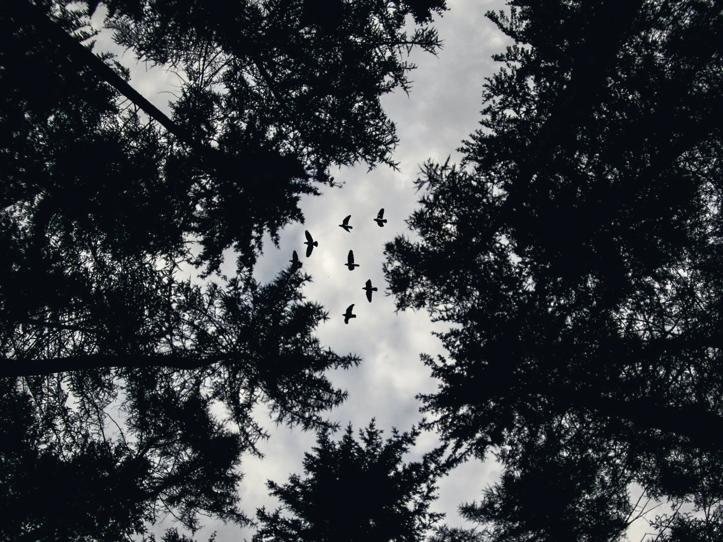 A Guide to Dark Academia