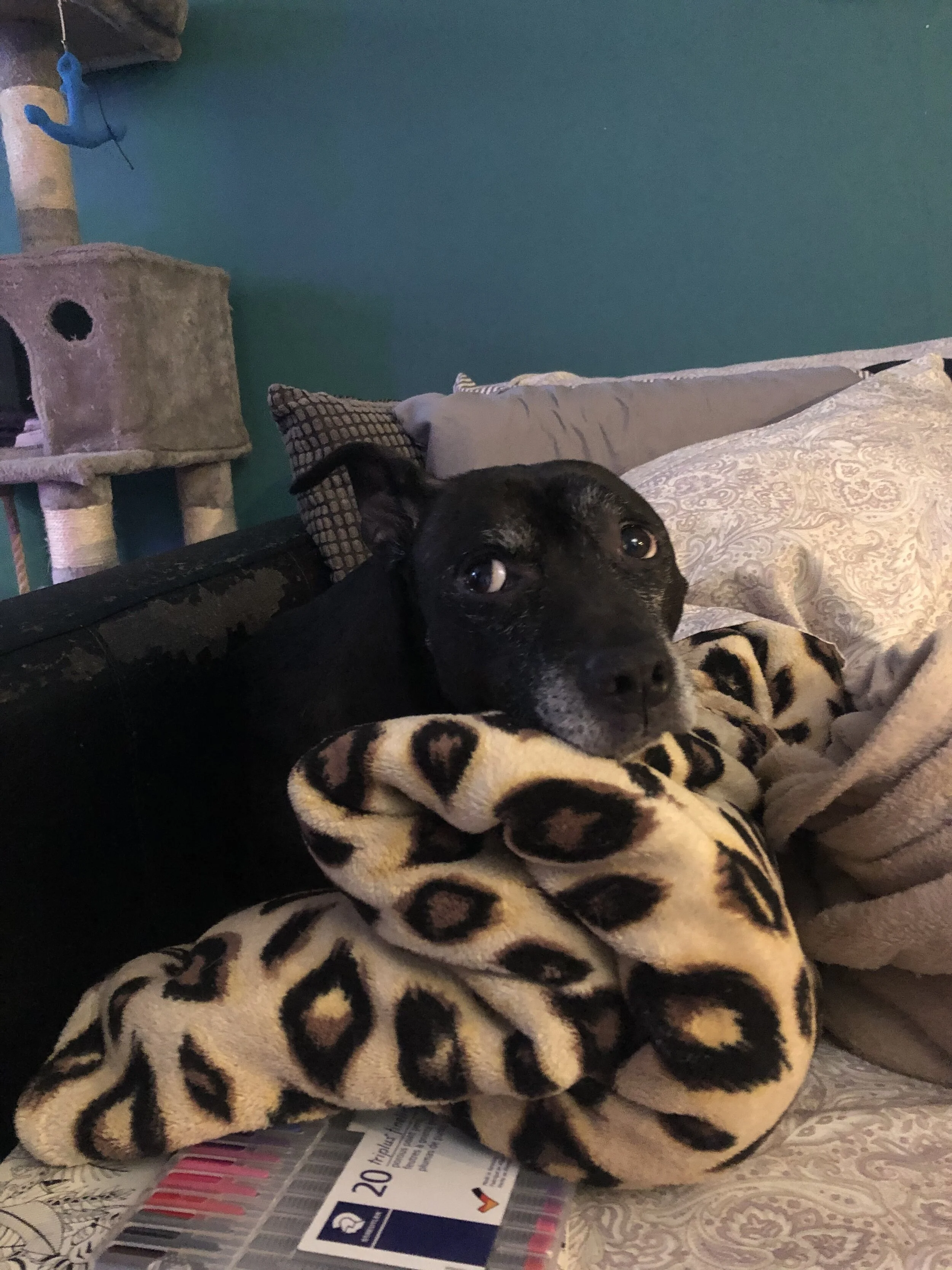 Day’s dog, Maui, begging for treats.